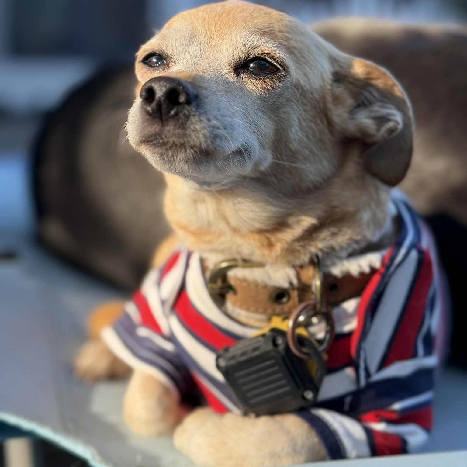 Ozzy, Adoptable, Senior Male Chiweenie & Pug.