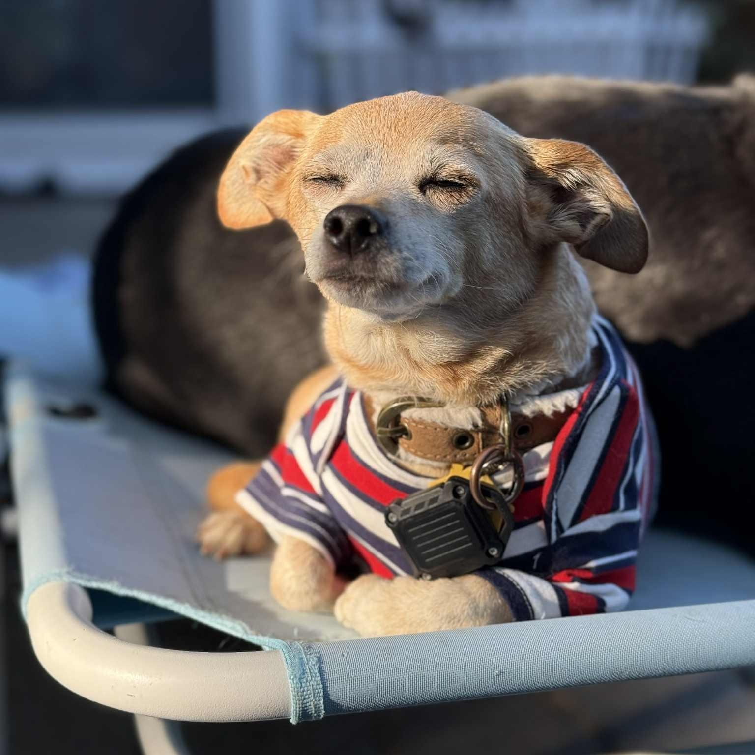 Enlarge Ozzy, a Adoptable mixed breed in Portland, OR image 6/6