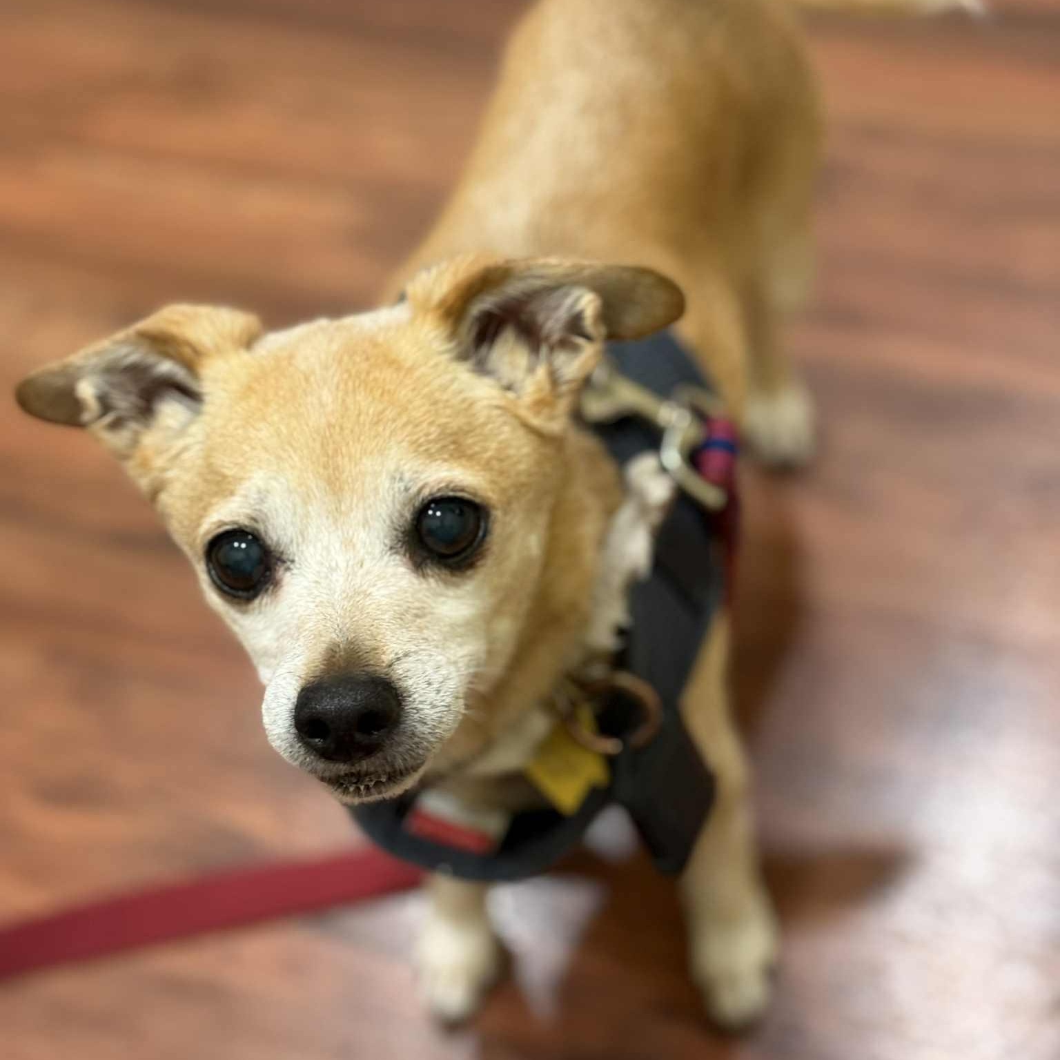 Enlarge Ozzy, a Adoptable mixed breed in Portland, OR image 2/6