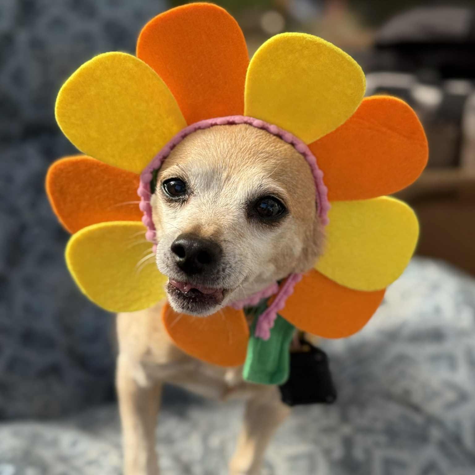 Enlarge Ozzy, a Adoptable mixed breed in Portland, OR image 3/6