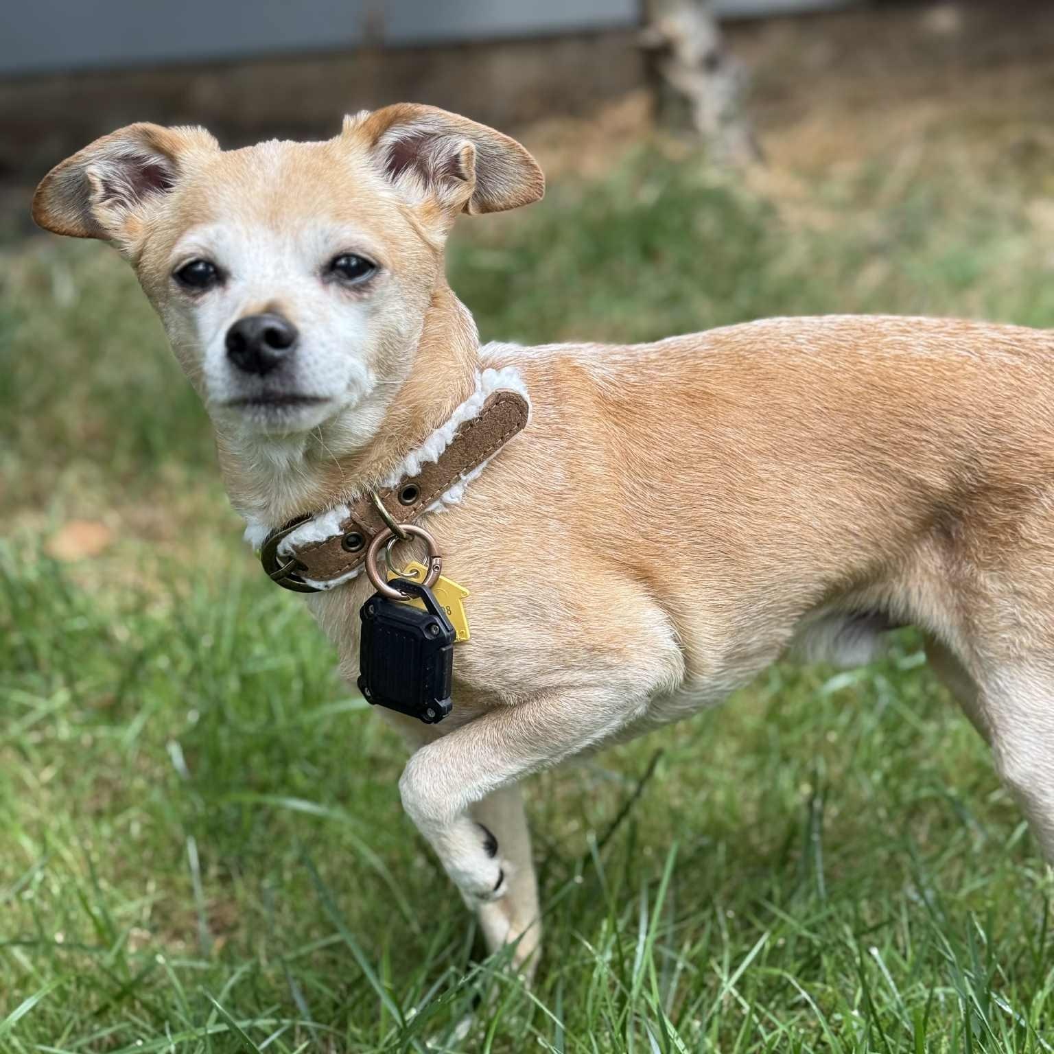 Enlarge Ozzy, a Adoptable mixed breed in Portland, OR image 5/6