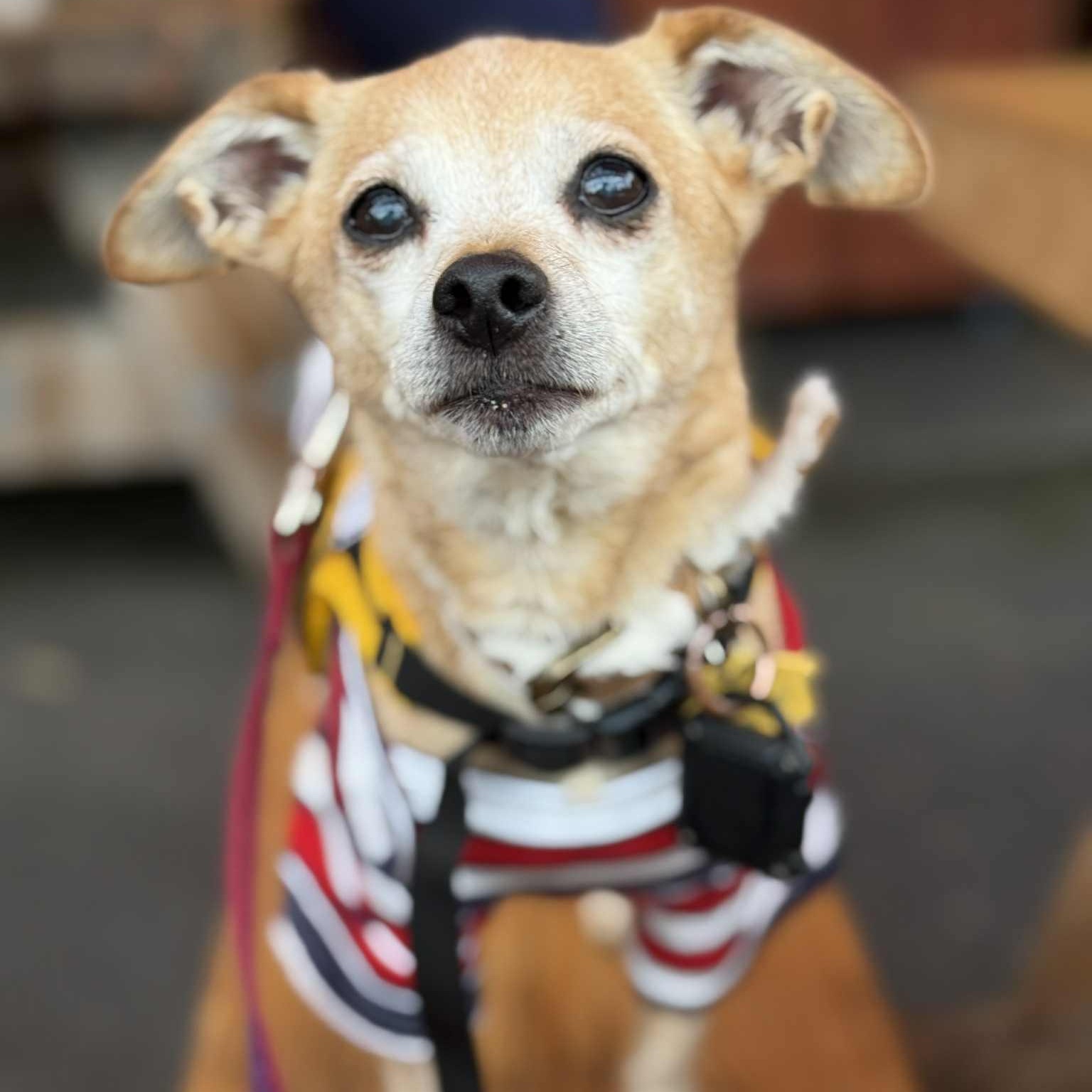 Enlarge Ozzy, a Adoptable mixed breed in Portland, OR image 4/6