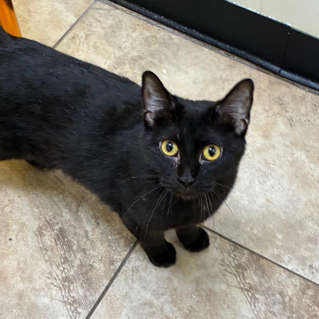 Benny, Adoptable, Young Female Domestic Short Hair.