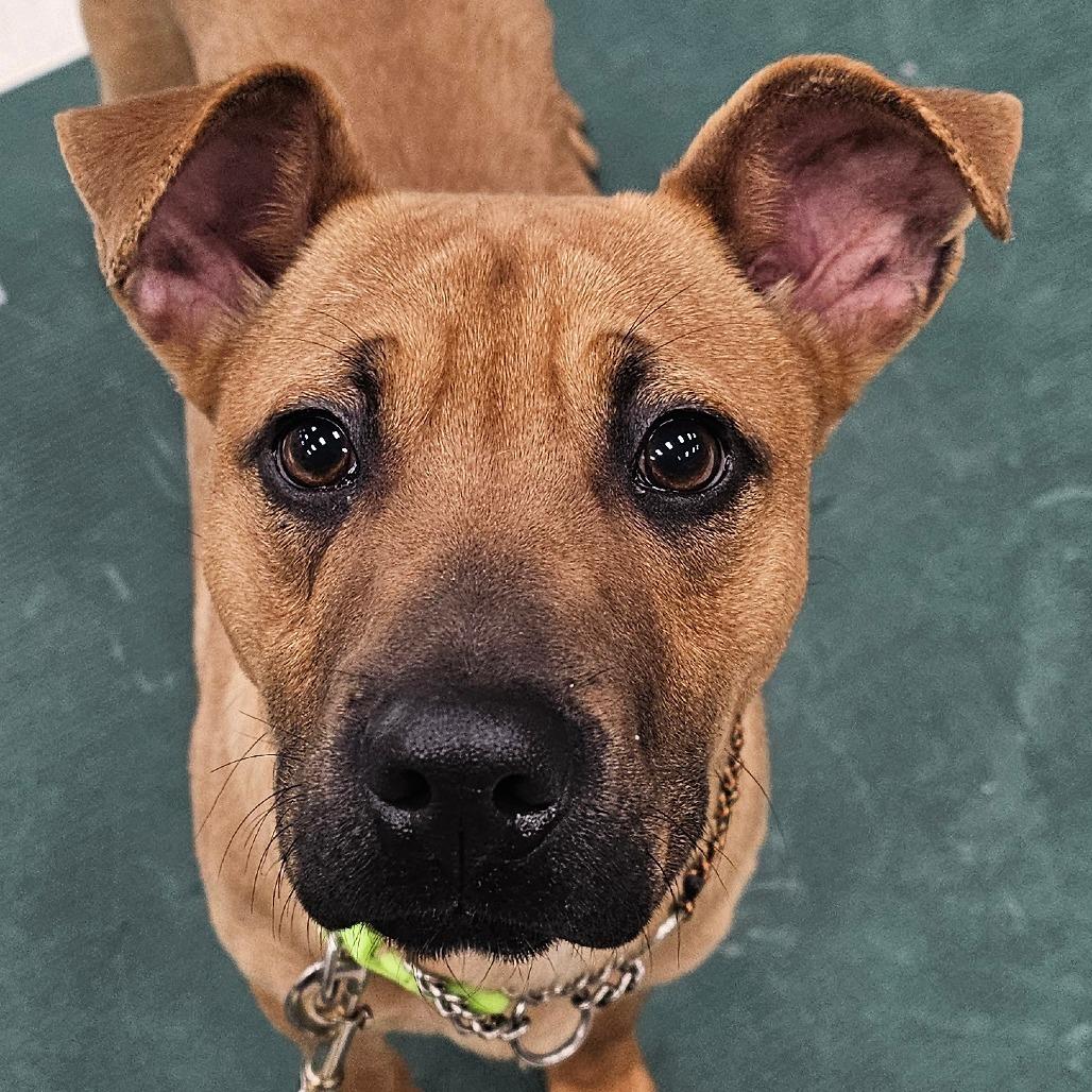 Frank, Adoptable, Young Male Boxer & Mixed Breed.