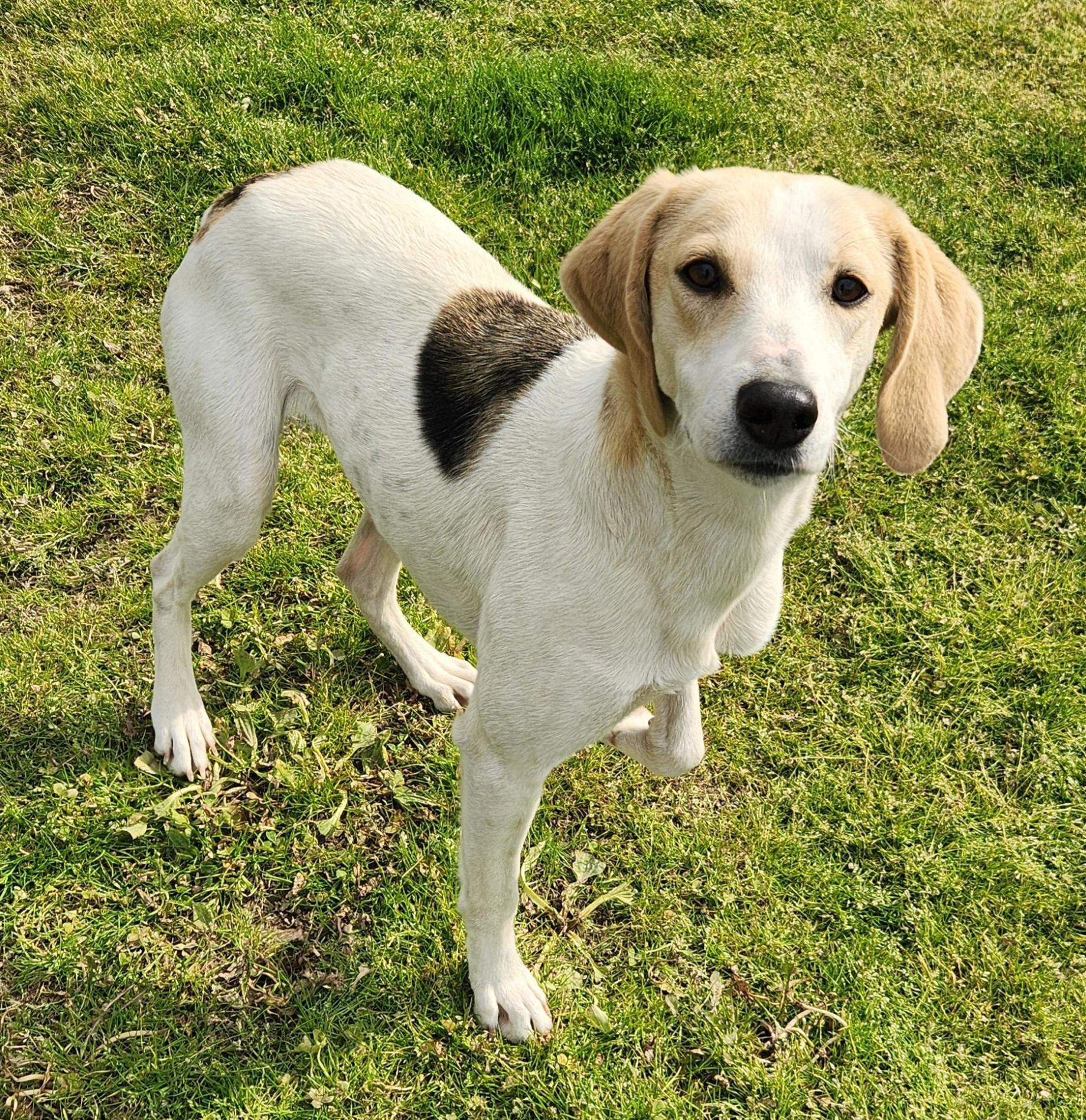 Princess, a ADOPTABLE Foxhound in Liberty Center, OH image 6/6