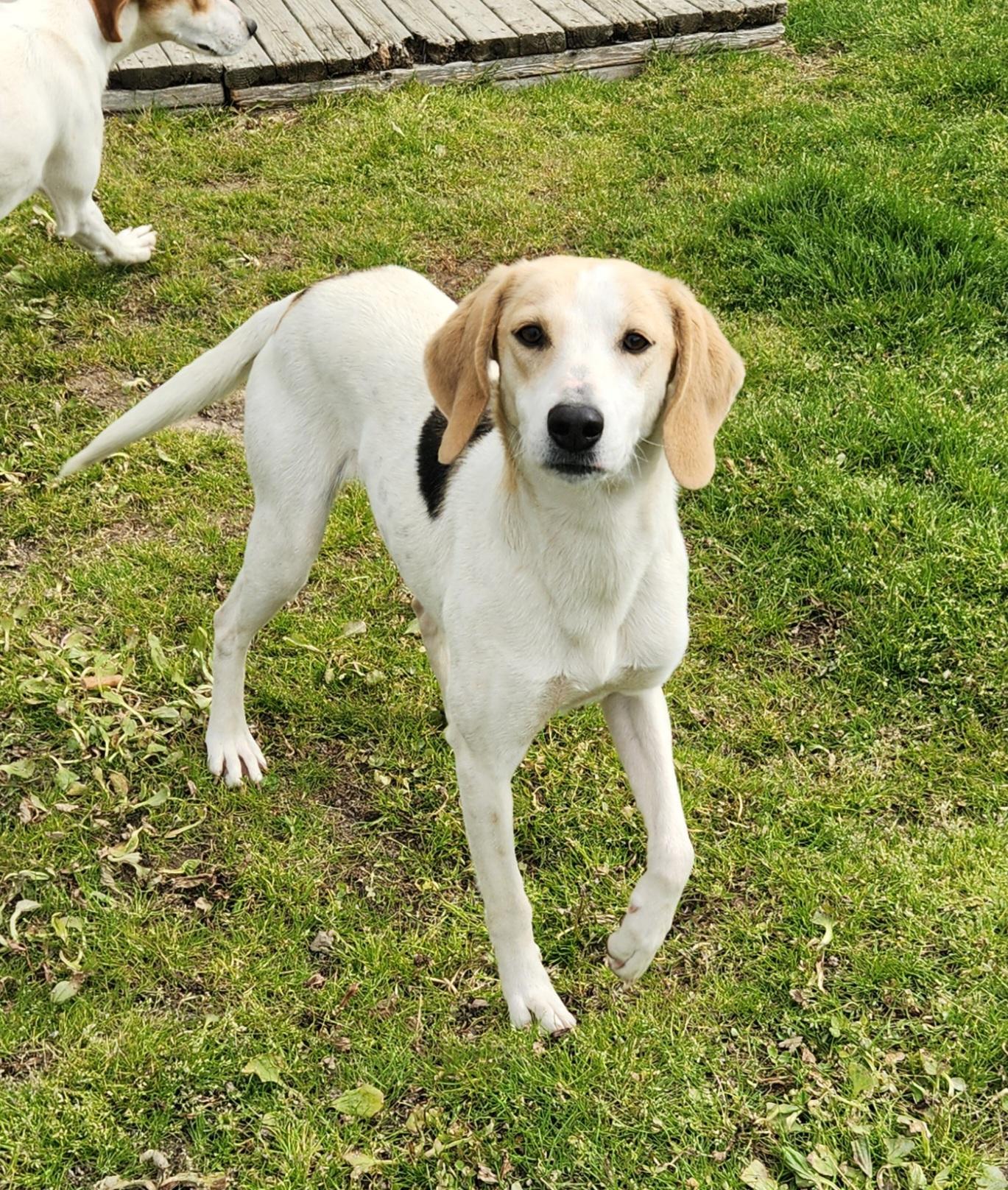 Princess, a ADOPTABLE Foxhound in Liberty Center, OH image 2/6
