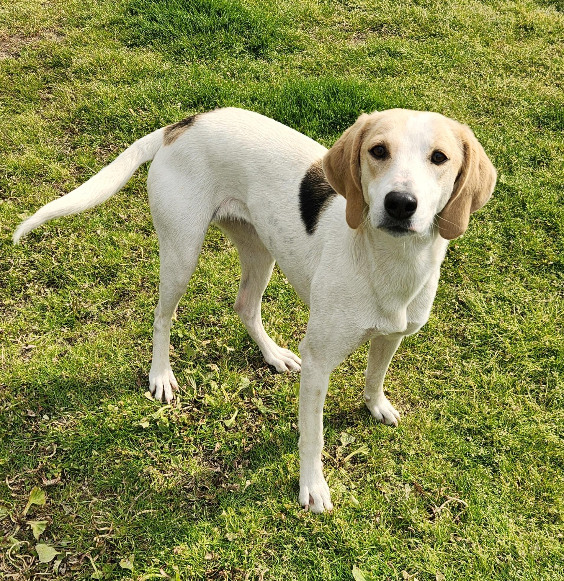 Princess, a ADOPTABLE Foxhound in Liberty Center, OH image 3/6