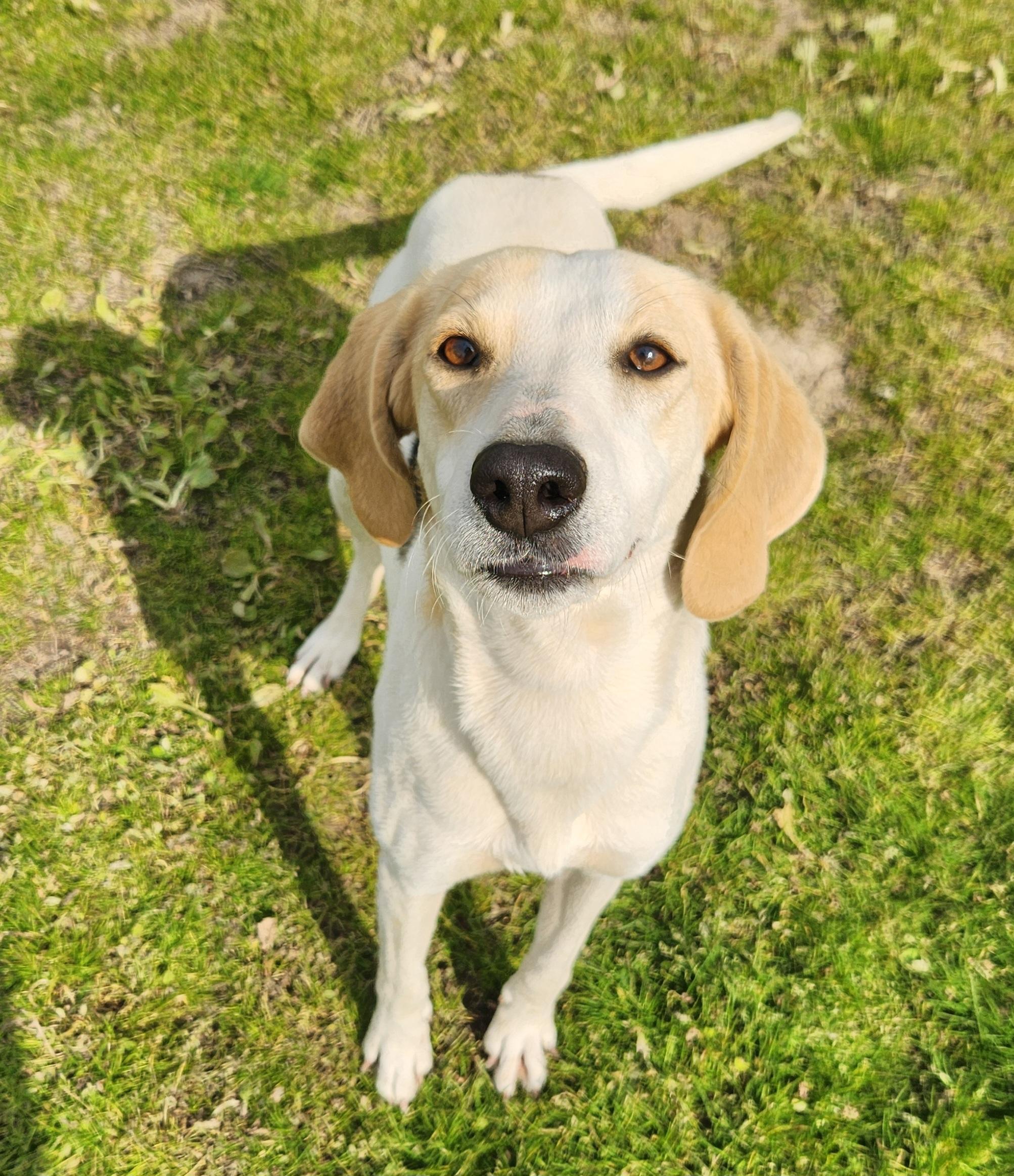 Princess, ADOPTABLE, Young Female Foxhound.