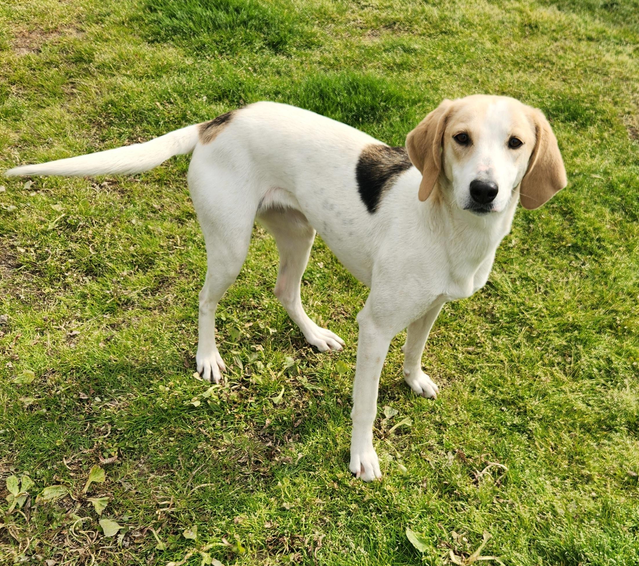 Princess, a ADOPTABLE Foxhound in Liberty Center, OH image 5/6