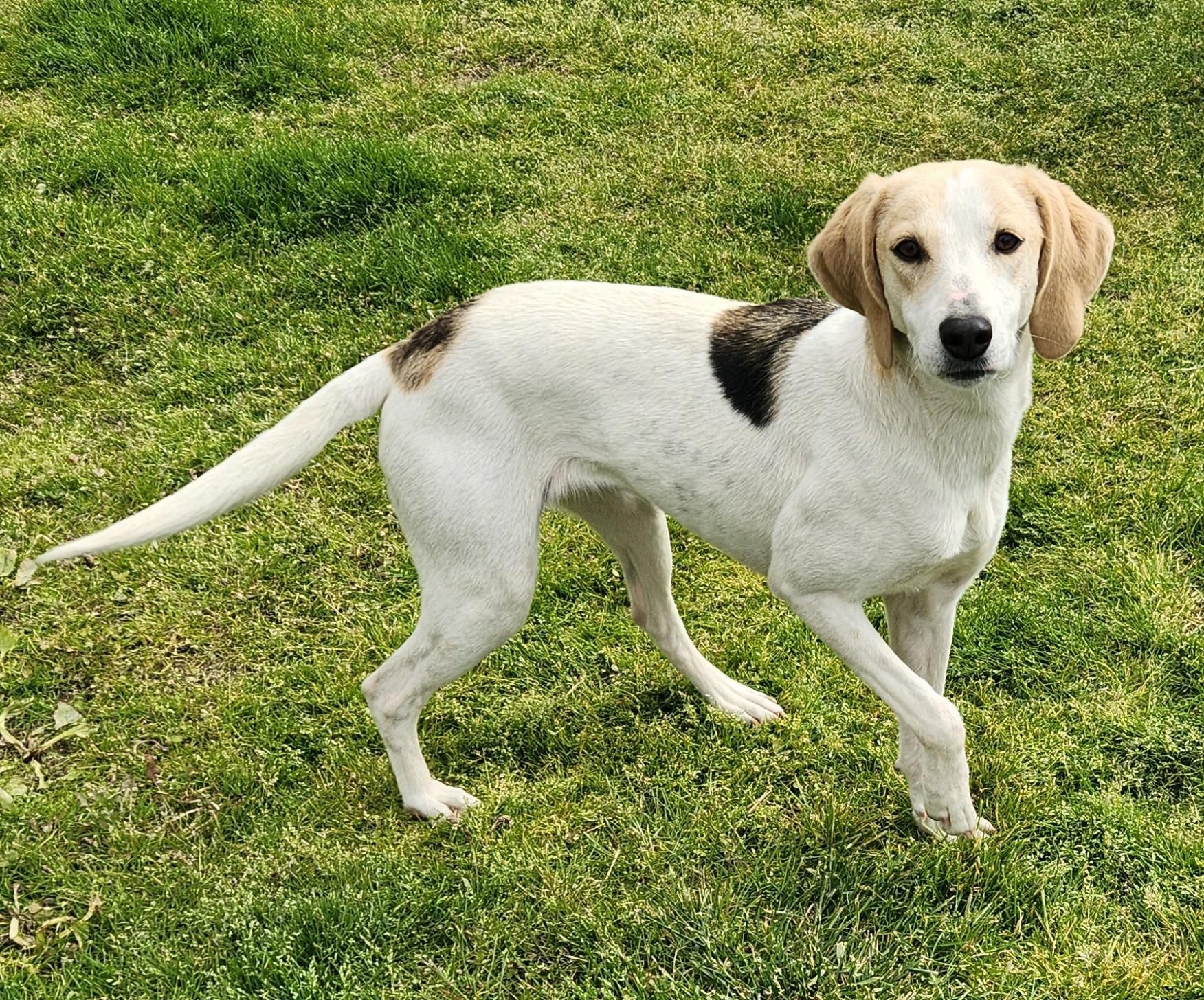 Princess, a ADOPTABLE Foxhound in Liberty Center, OH image 4/6