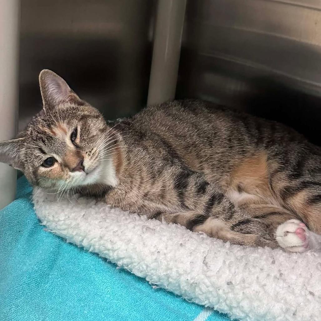 Enlarge Princess, a Adoptable Domestic Short Hair in Pasadena , MD image 1/1