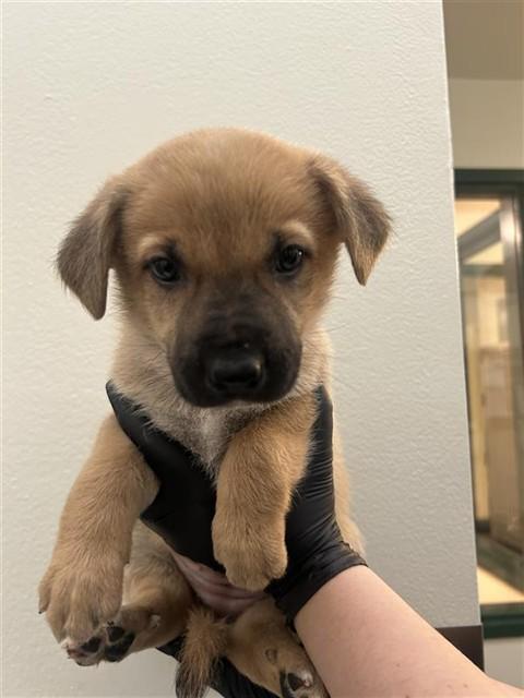 Enlarge LATKE, a Adoptable mixed breed in Fremont, CA image 1/1