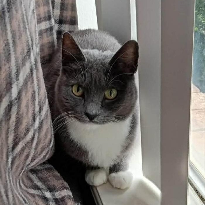 Tomantha, ADOPTABLE, Young Female Domestic Short Hair.