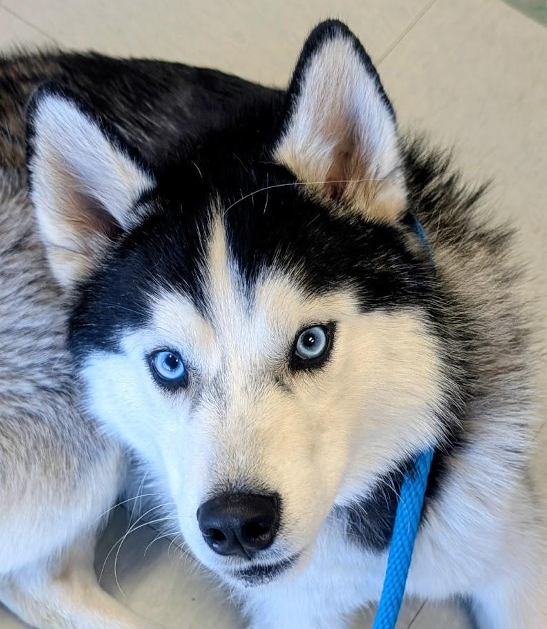 Eddie - AVAILABLE TO FOSTER OR ADOPT, adopted, Young Male Husky.