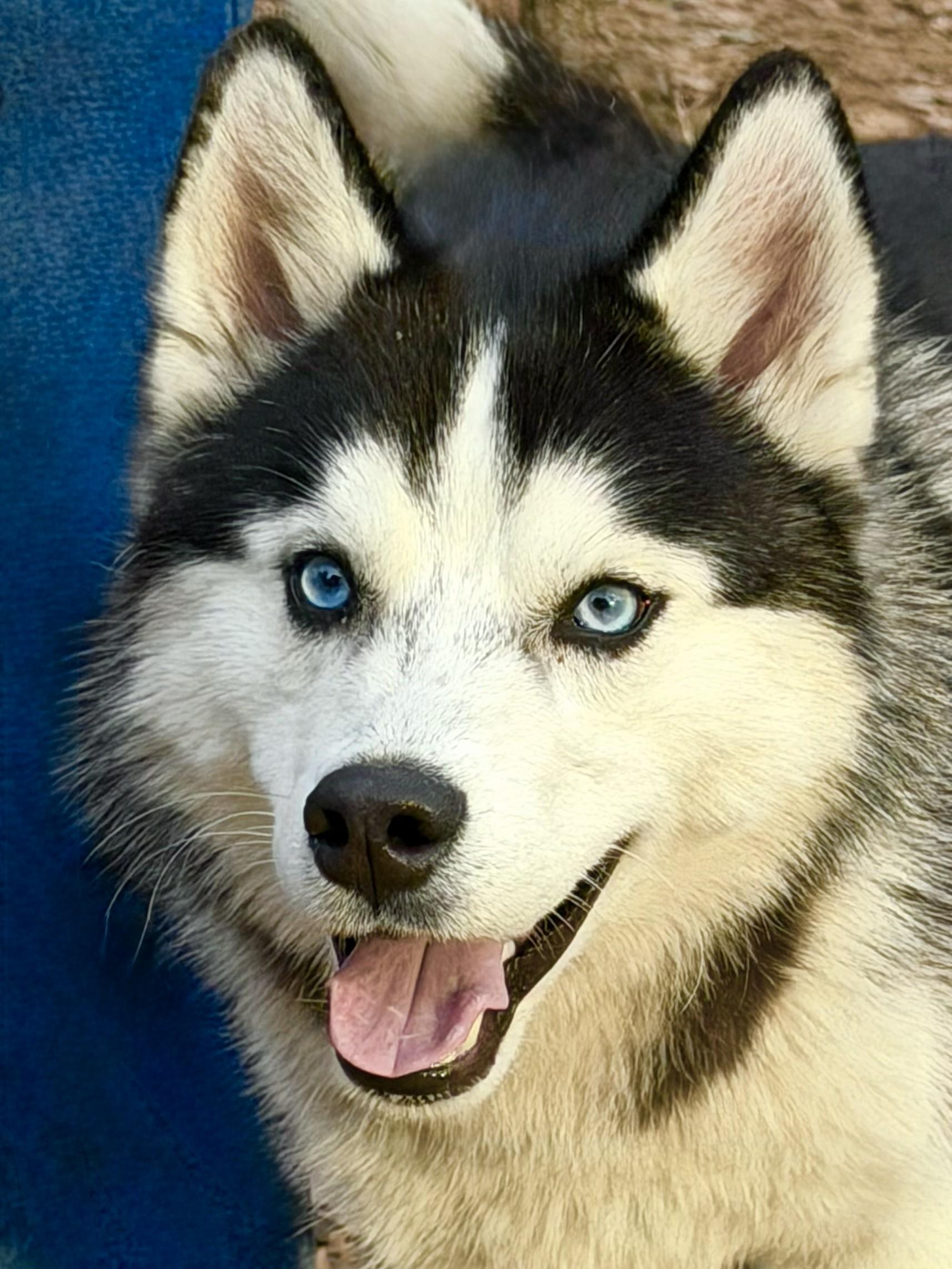 Eddie - AVAILABLE TO FOSTER OR ADOPT, ADOPTABLE, Adult Male Husky.