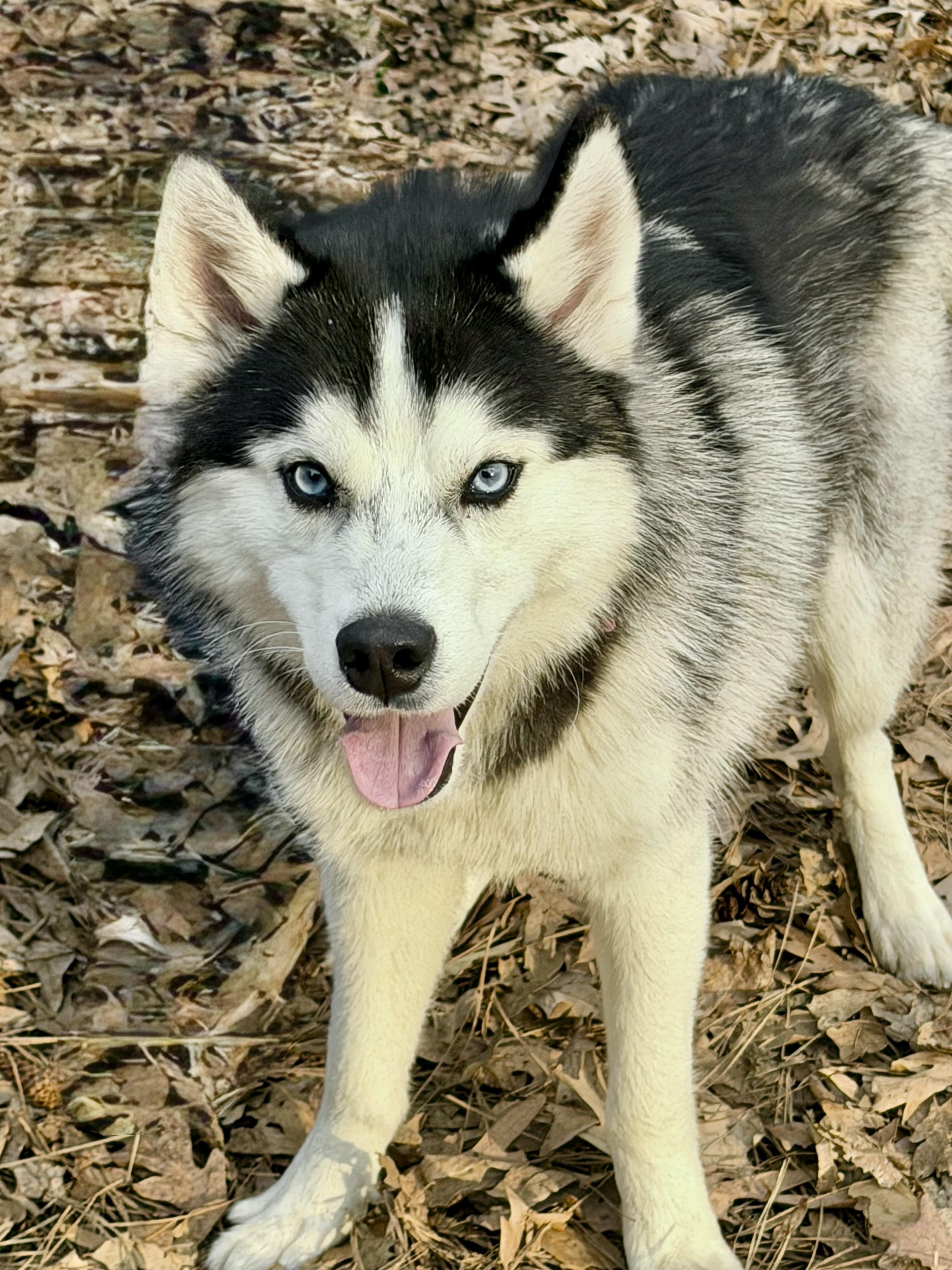 Enlarge Eddie - AVAILABLE TO FOSTER OR ADOPT, an adopted Husky in Clayton, NC image 2/5