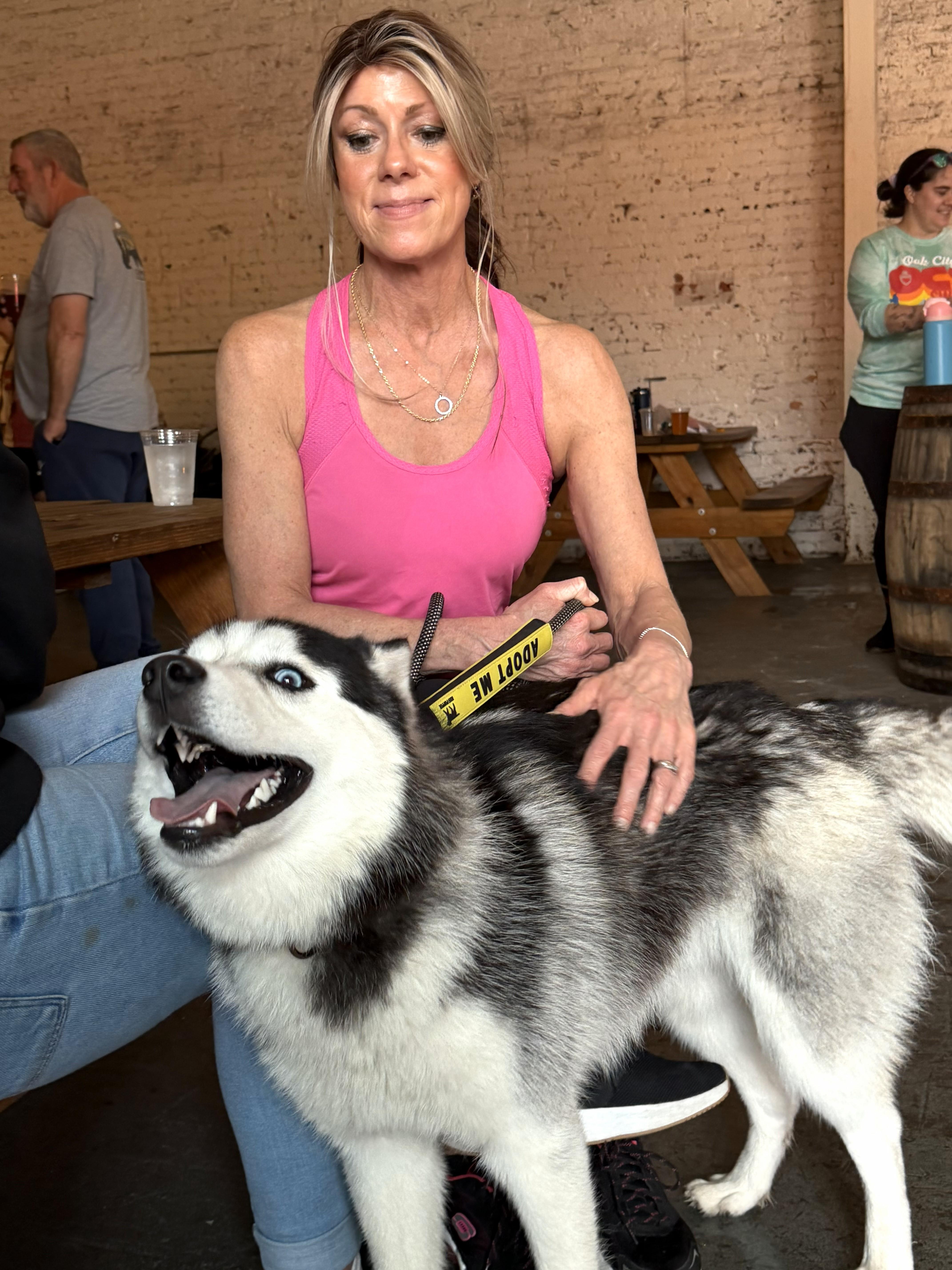 Enlarge Eddie - AVAILABLE TO FOSTER OR ADOPT, an adopted Husky in Clayton, NC image 3/5