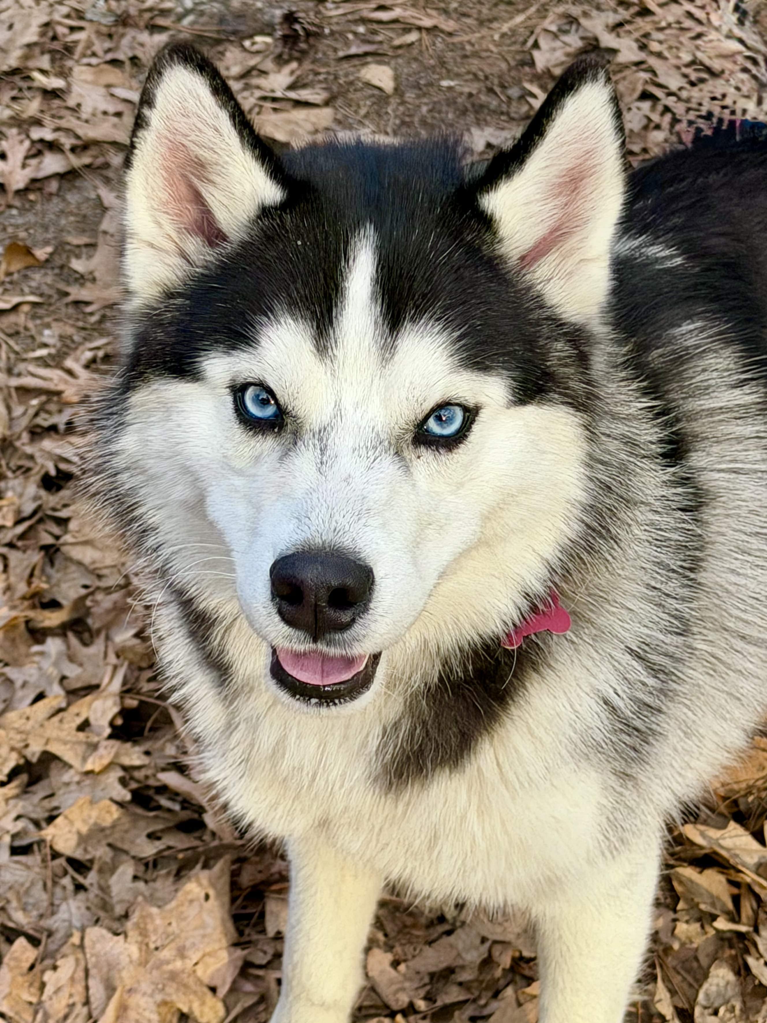 Enlarge Eddie - AVAILABLE TO FOSTER OR ADOPT, an adopted Husky in Clayton, NC image 4/5