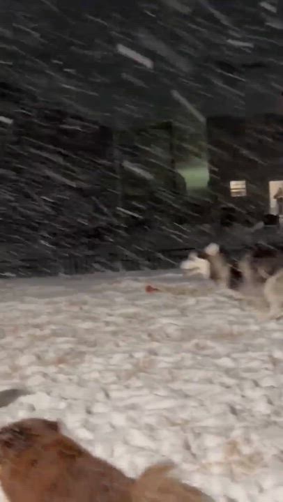 Enlarge Eddie - AVAILABLE TO FOSTER OR ADOPT, an adopted Husky in Clayton, NC video 5/5