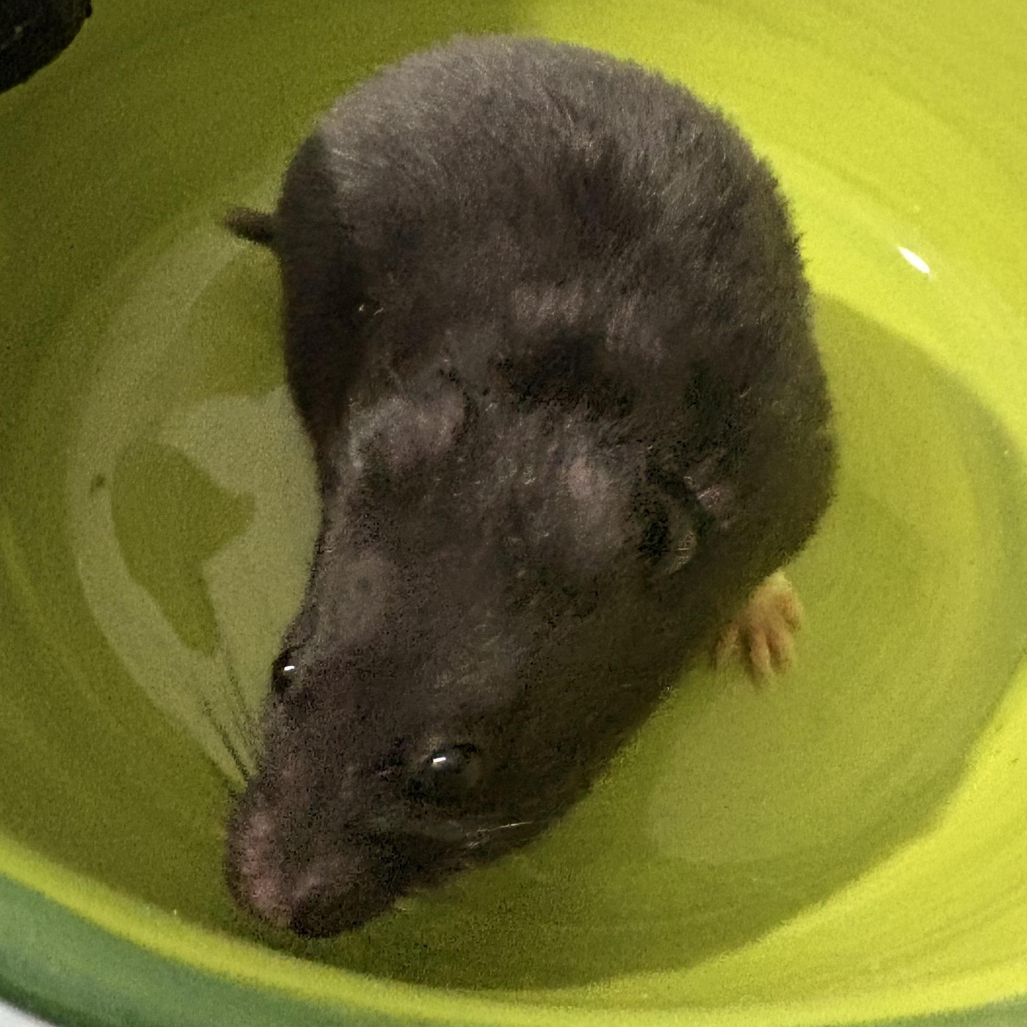 Enlarge Coal, an adopted Hamster in Howell, NJ image 2/2