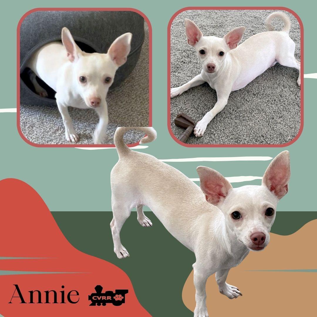 Annie, Adoptable, Young Female Chihuahua & Terrier.
