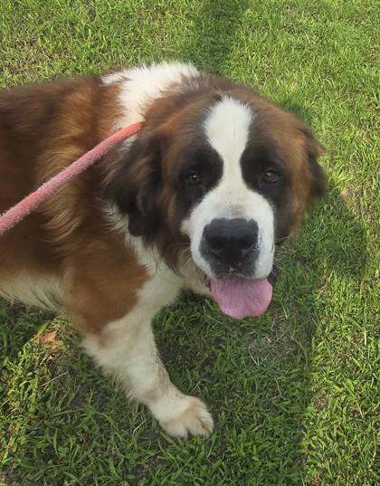 Winston, an adopted Saint Bernard in Lancaster, PA image 3/4