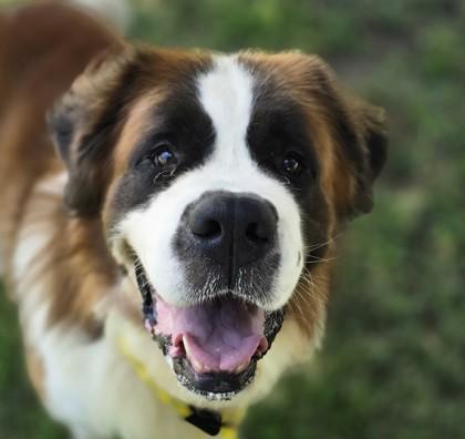 Winston, adopted, Adult Male Saint Bernard.