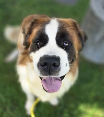 Winston, an adopted Saint Bernard in Lancaster, PA image 4/4