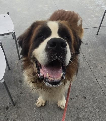 Winston, an adopted Saint Bernard in Lancaster, PA image 2/4