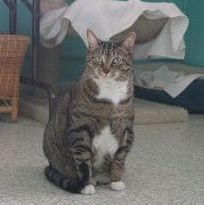 Desi, Adoptable, Adult Male Domestic Short Hair.