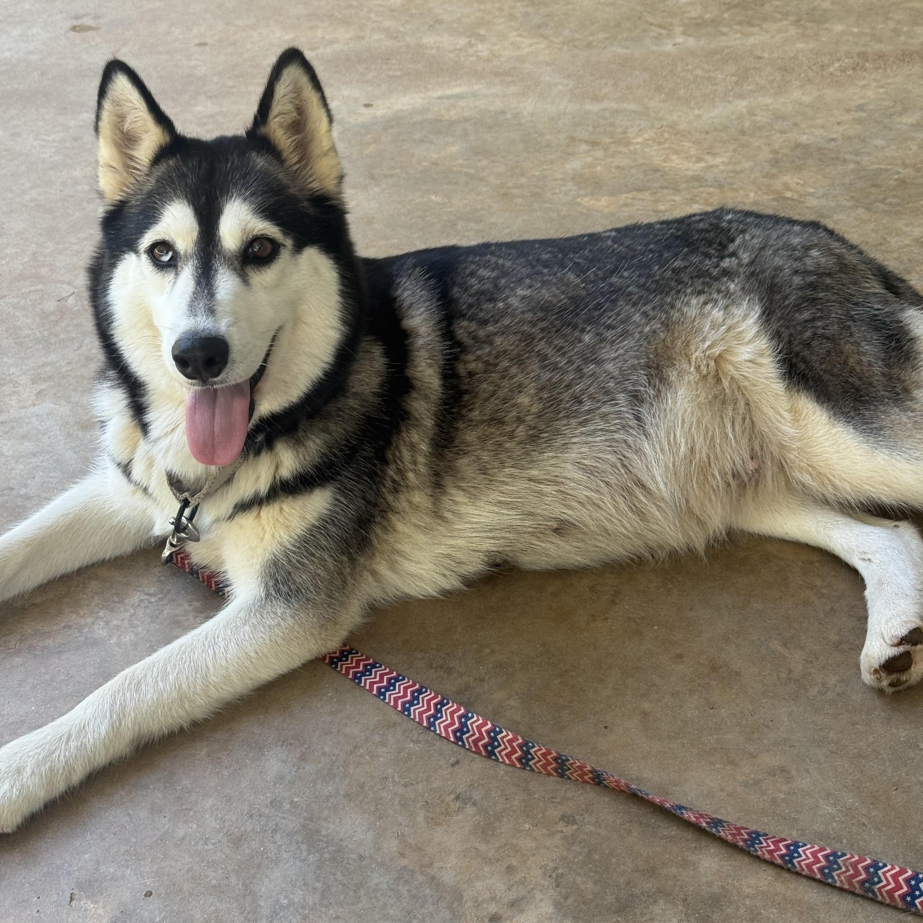 Enlarge Luna, a ADOPTABLE Siberian Husky in Cumming, GA image 2/4