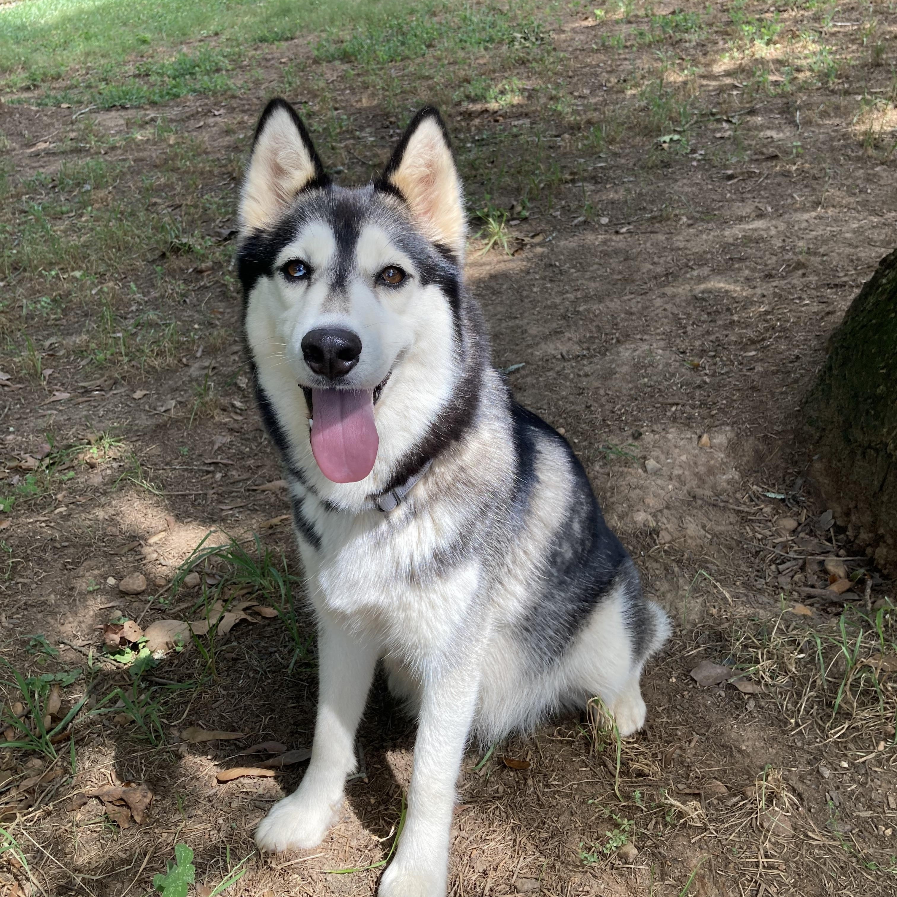Enlarge Luna, a ADOPTABLE Siberian Husky in Cumming, GA image 4/4