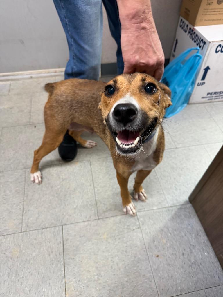 Frankie, ADOPTABLE, Young Female Mixed Breed & German Shepherd Dog.