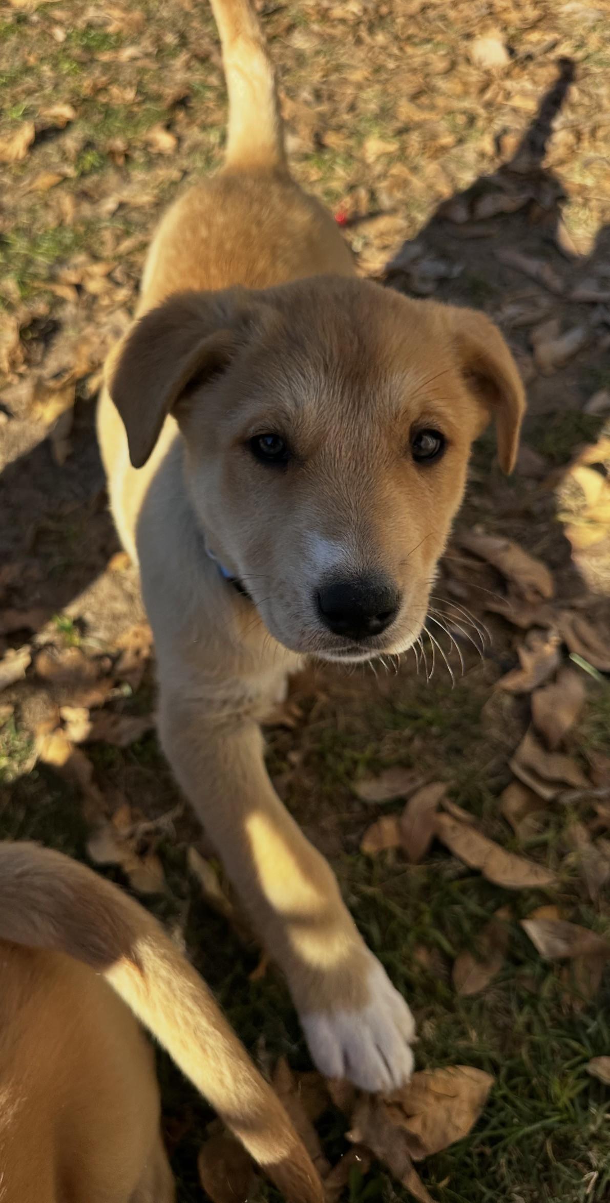 Satine, ADOPTABLE, Puppy Female Yellow Labrador Retriever & Shepherd.