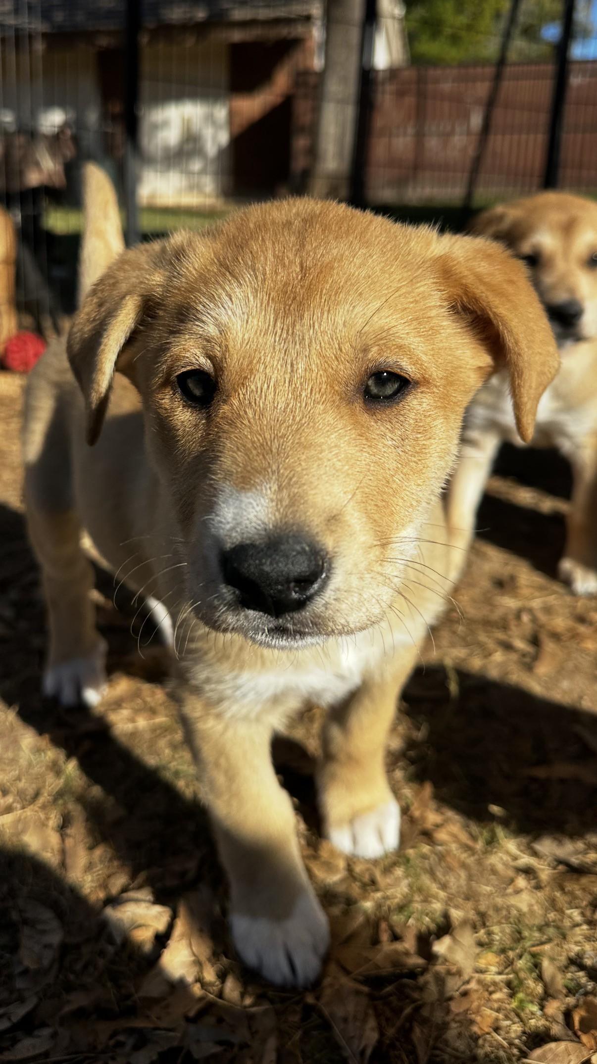 Enlarge Satine, a ADOPTABLE mixed breed in Gilbert, AZ image 2/4