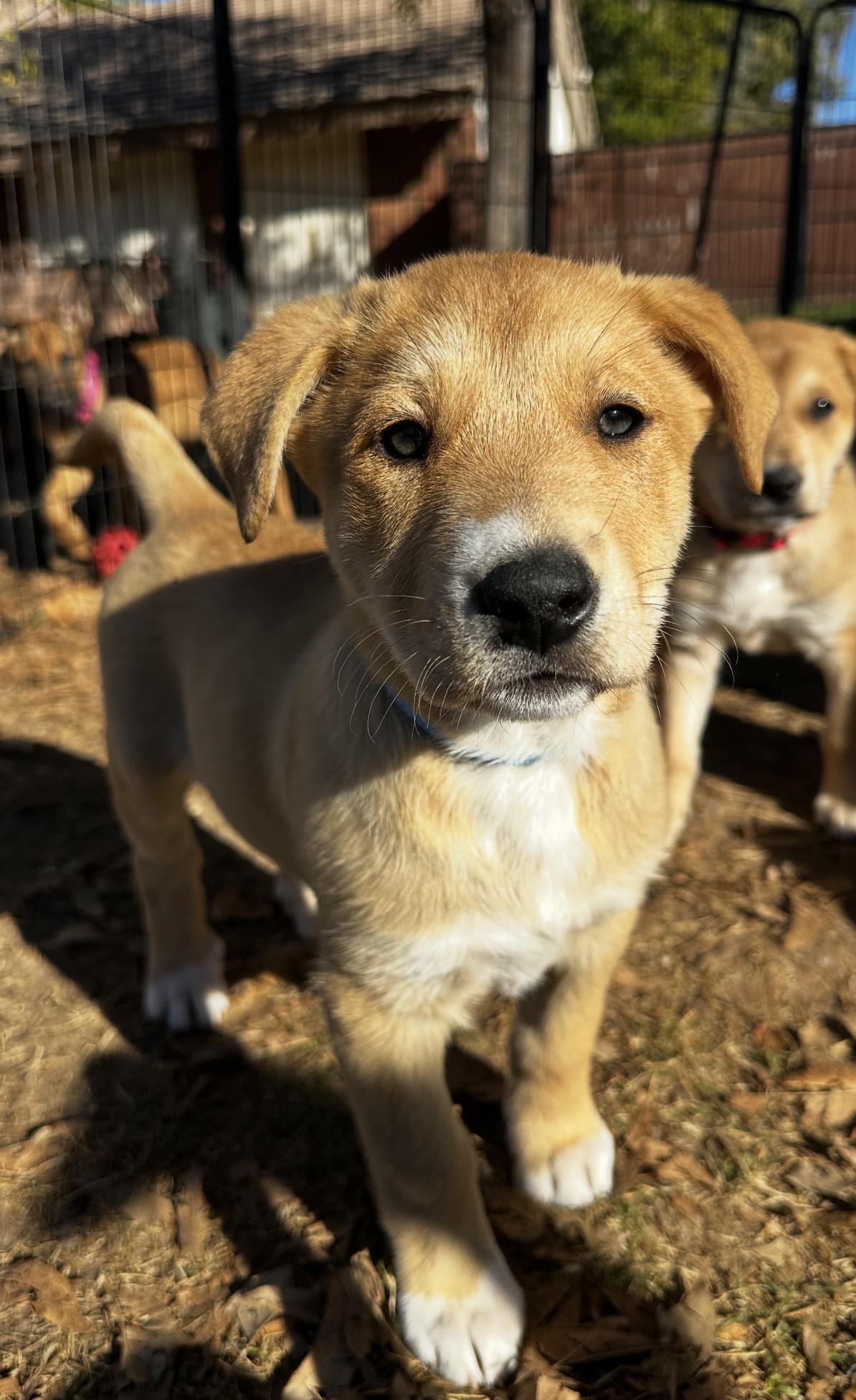 Enlarge Satine, a ADOPTABLE mixed breed in Gilbert, AZ image 4/4