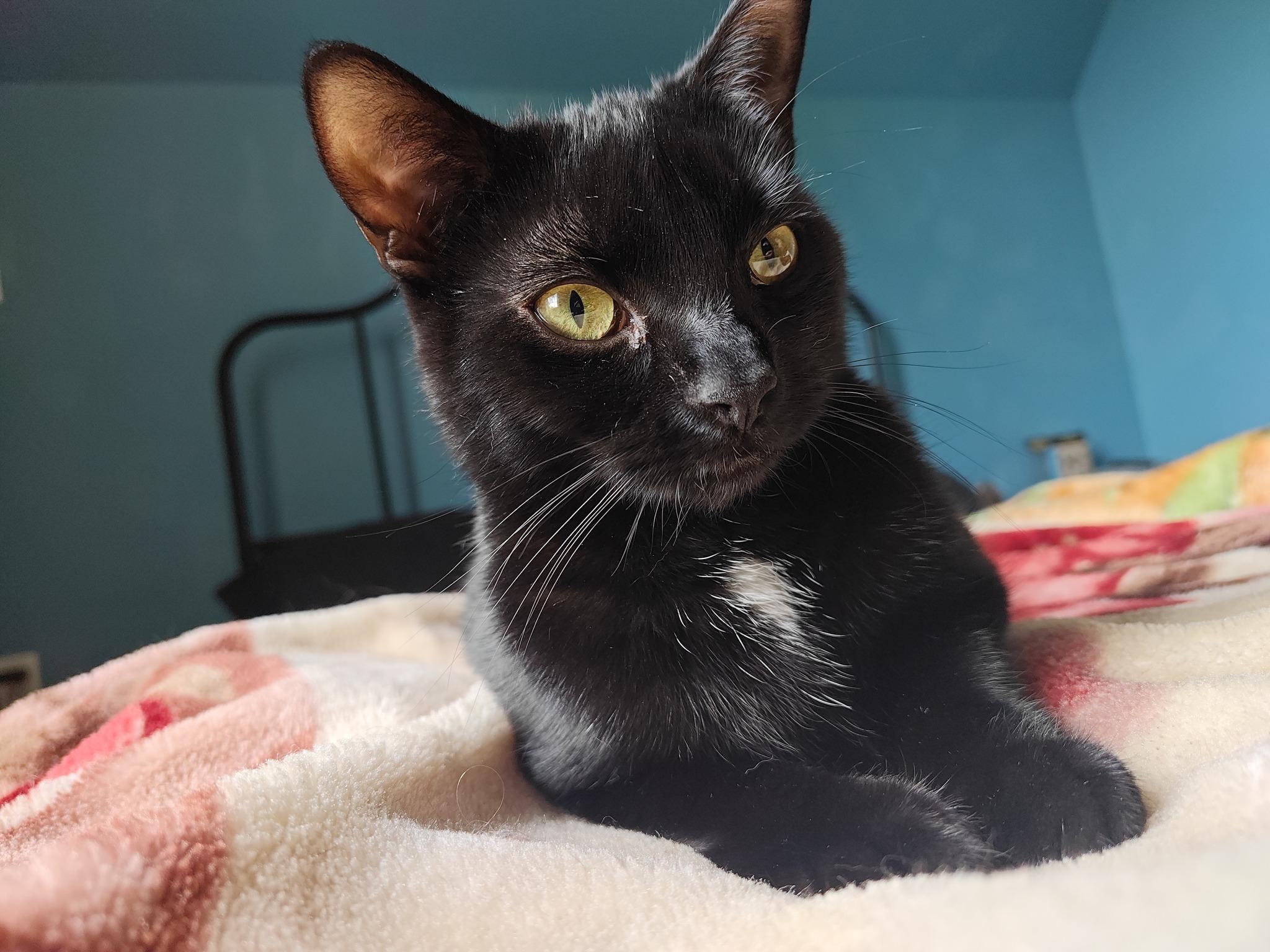 Oreo, an adoptable Domestic Short Hair in Spencerville, ON, K0E 1X0 | Photo Image 2