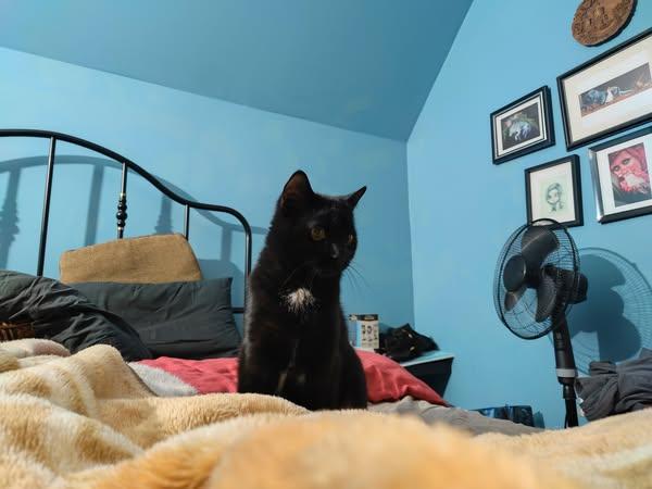 Oreo, an adoptable Domestic Short Hair in Spencerville, ON, K0E 1X0 | Photo Image 6