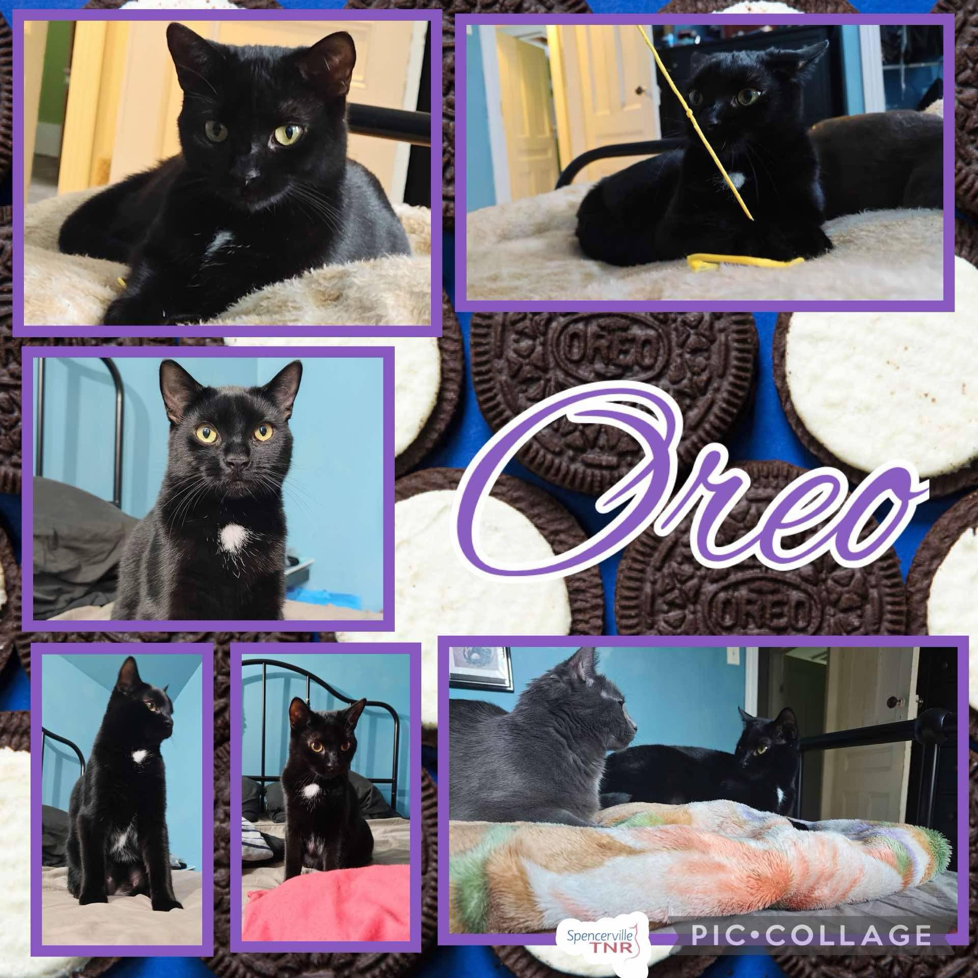 Oreo, an adoptable Domestic Short Hair in Spencerville, ON, K0E 1X0 | Photo Image 3