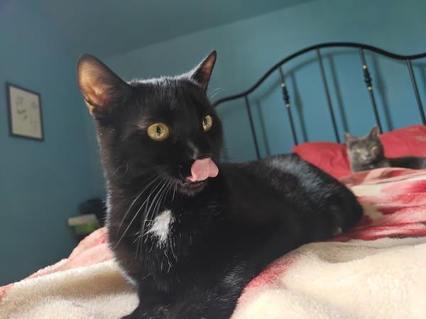 Oreo, an adoptable Domestic Short Hair in Spencerville, ON, K0E 1X0 | Photo Image 1