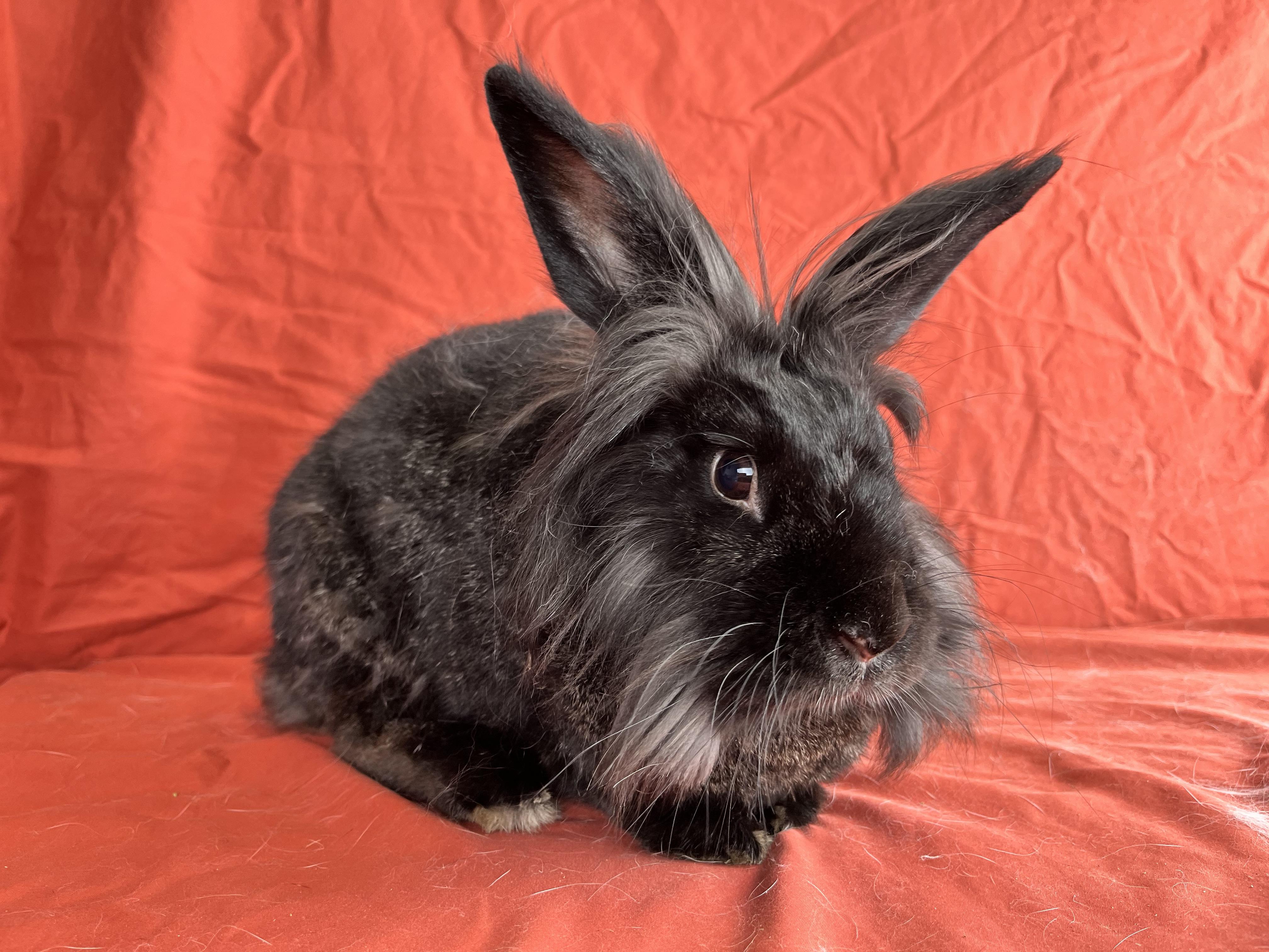 Enlarge Molly, a Adopted mixed breed in Holiday, FL image 1/6