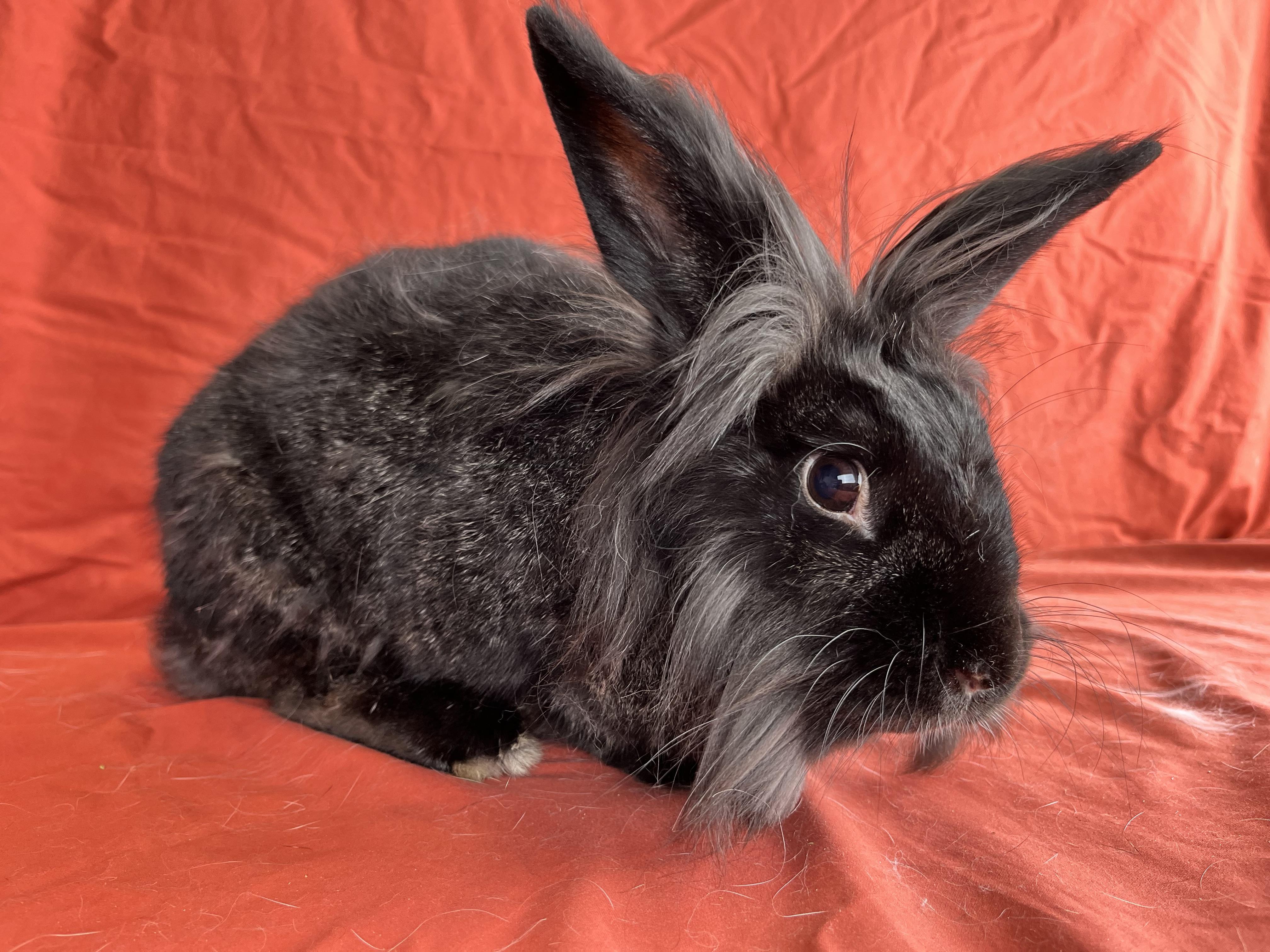 Enlarge Molly, a Adopted mixed breed in Holiday, FL image 2/6