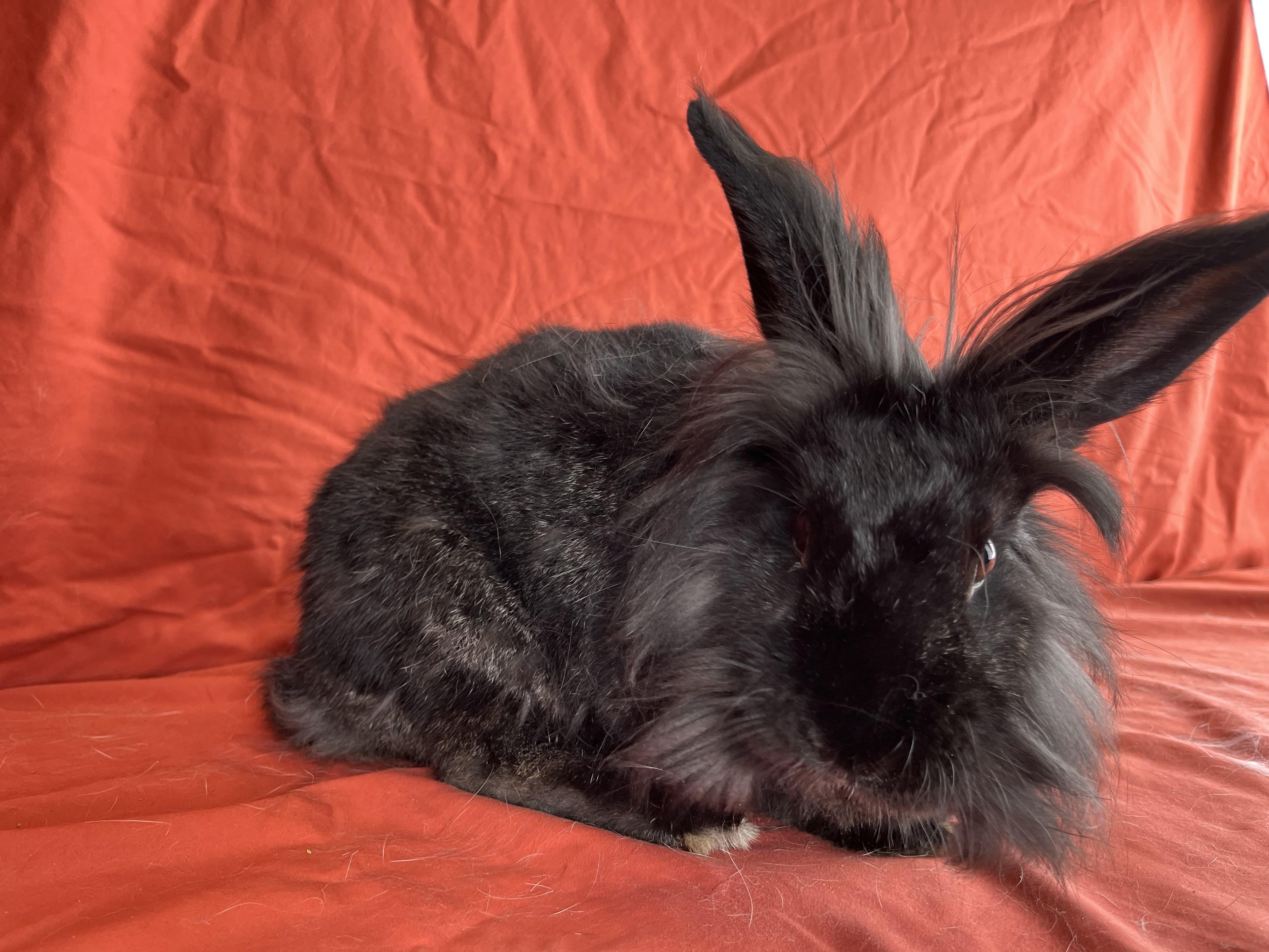 Enlarge Molly, a Adopted mixed breed in Holiday, FL image 3/6
