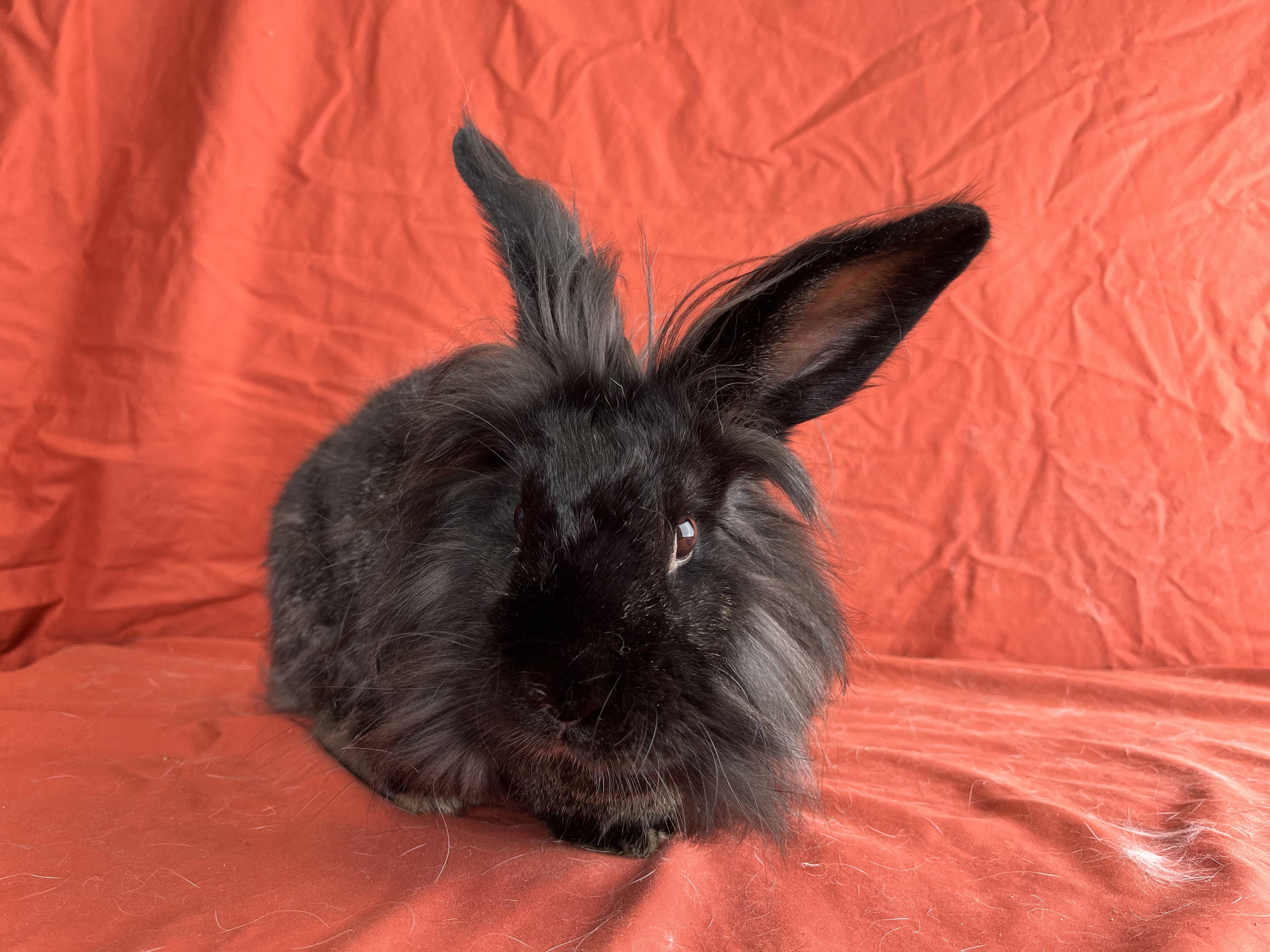 Enlarge Molly, a Adopted mixed breed in Holiday, FL image 4/6