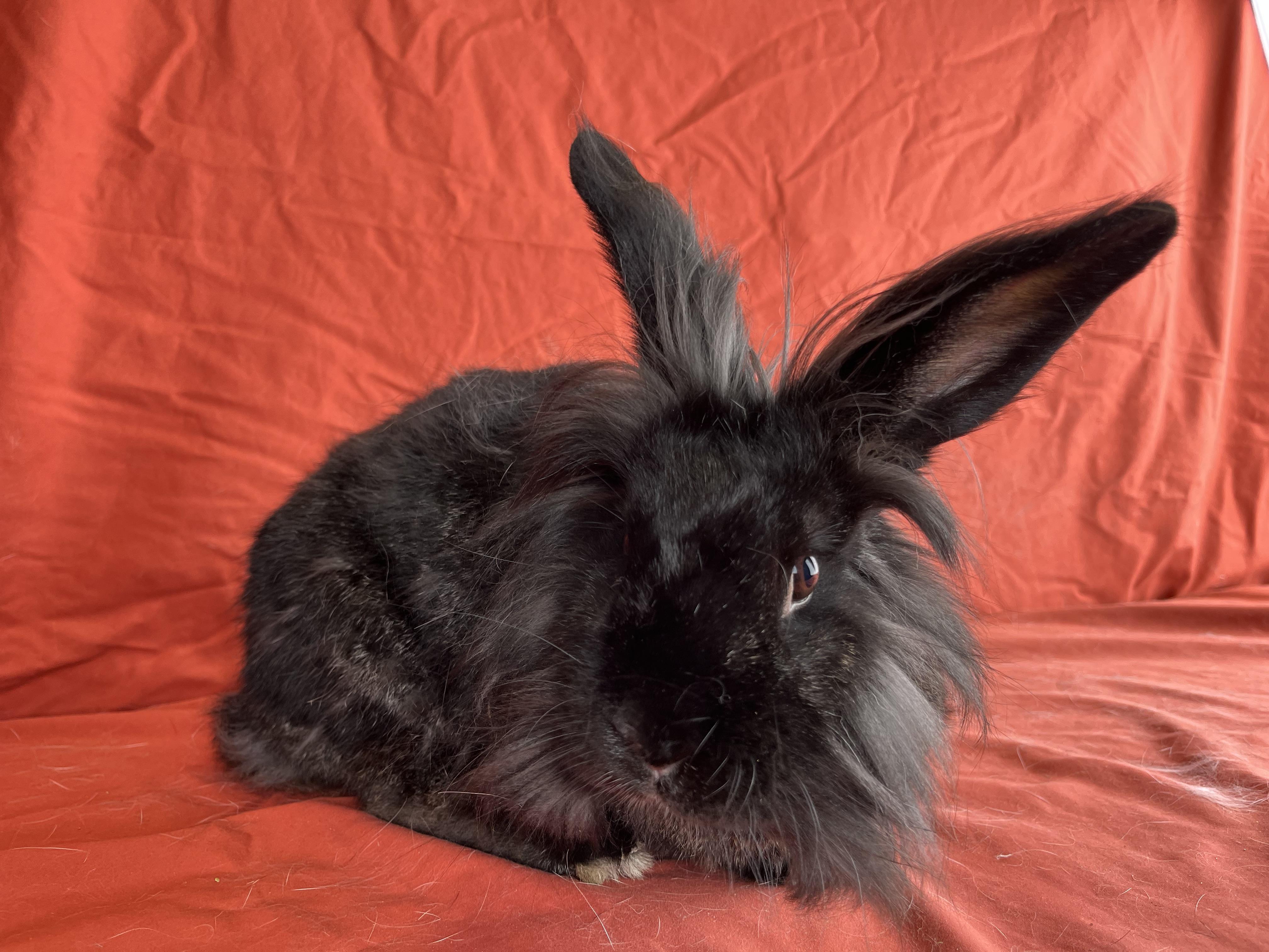 Enlarge Molly, a Adopted mixed breed in Holiday, FL image 5/6