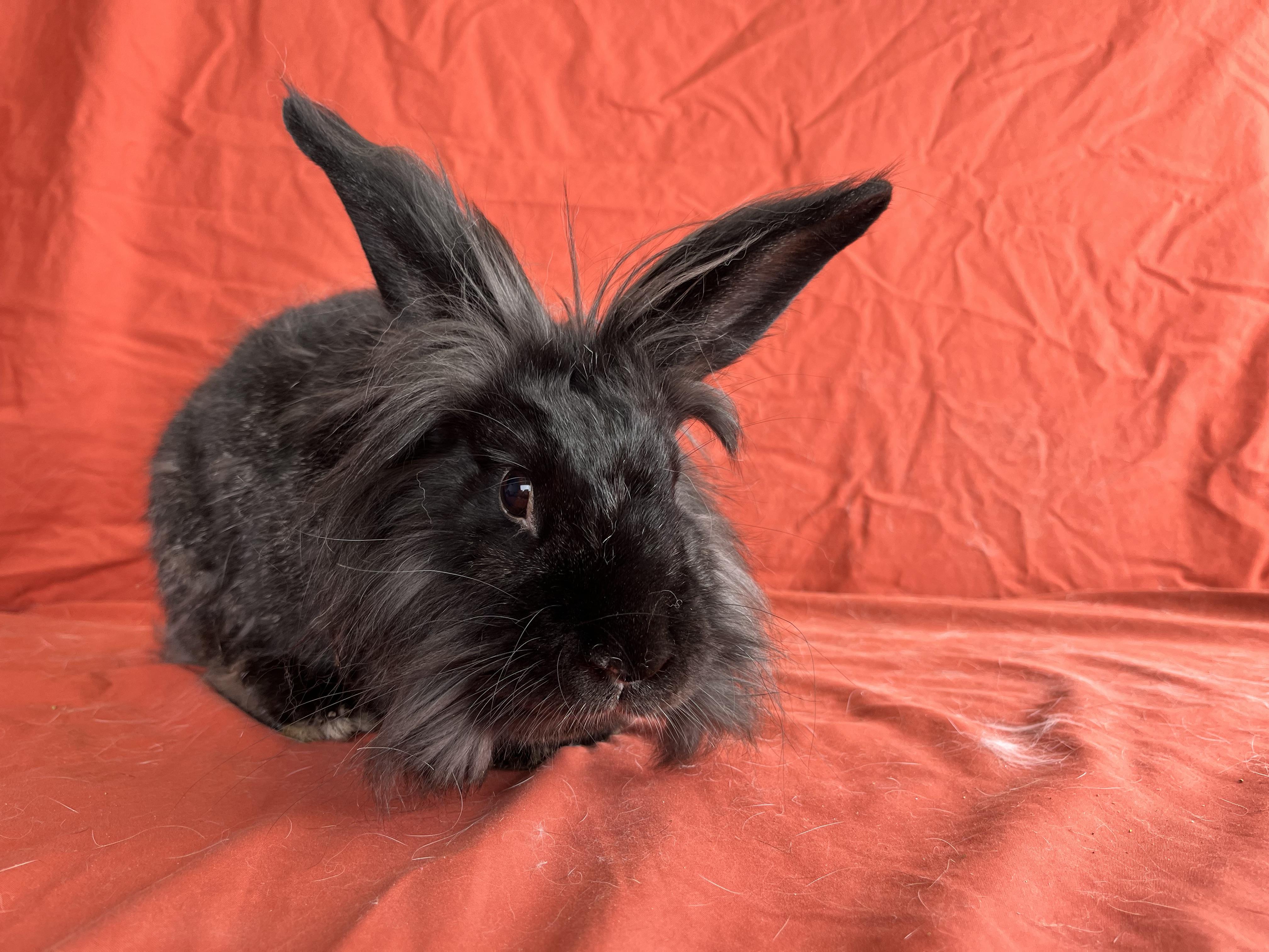 Enlarge Molly, a Adopted mixed breed in Holiday, FL image 6/6