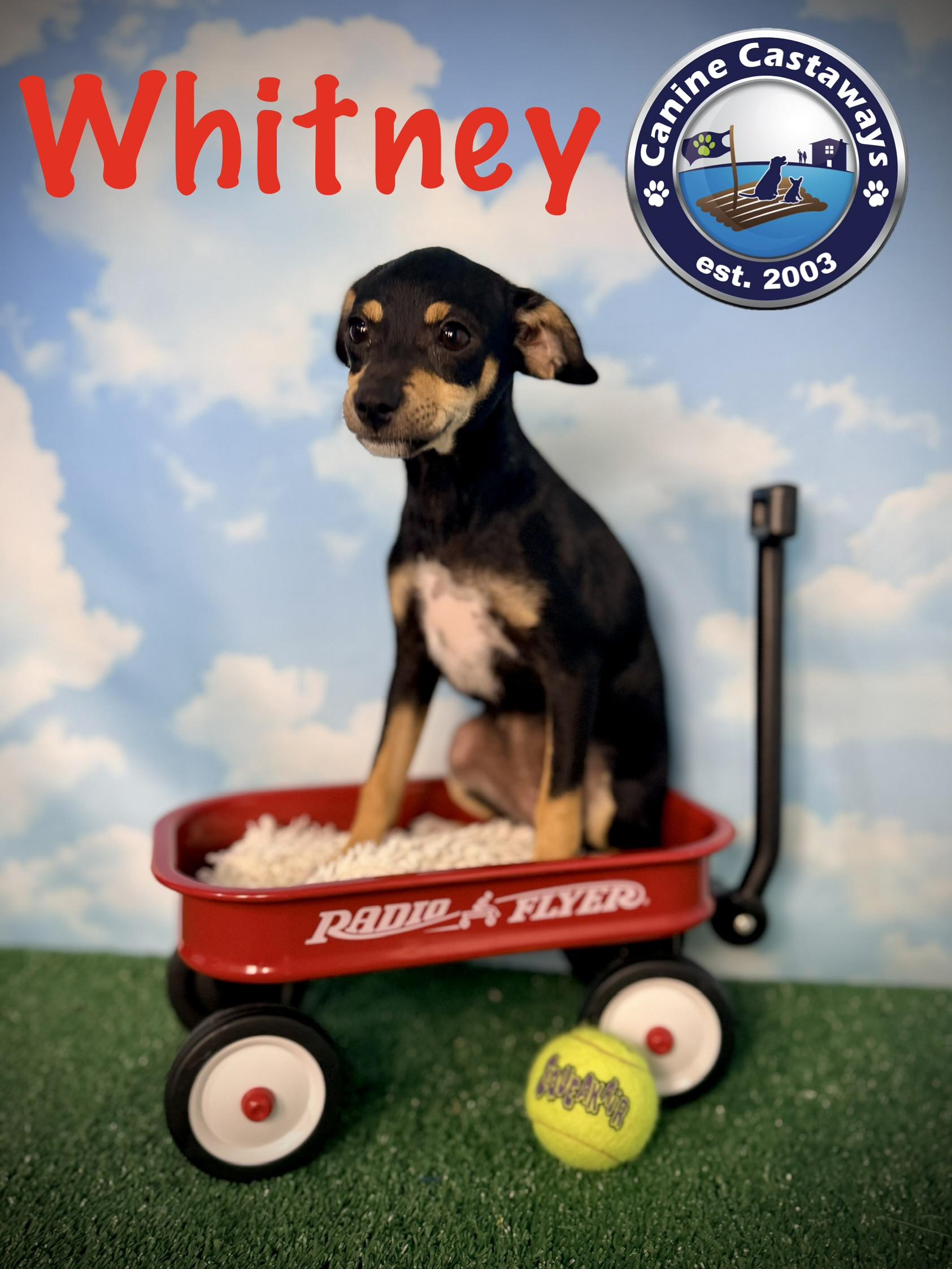 Enlarge Whitney, a ADOPTABLE mixed breed in Arcadia, FL image 2/5