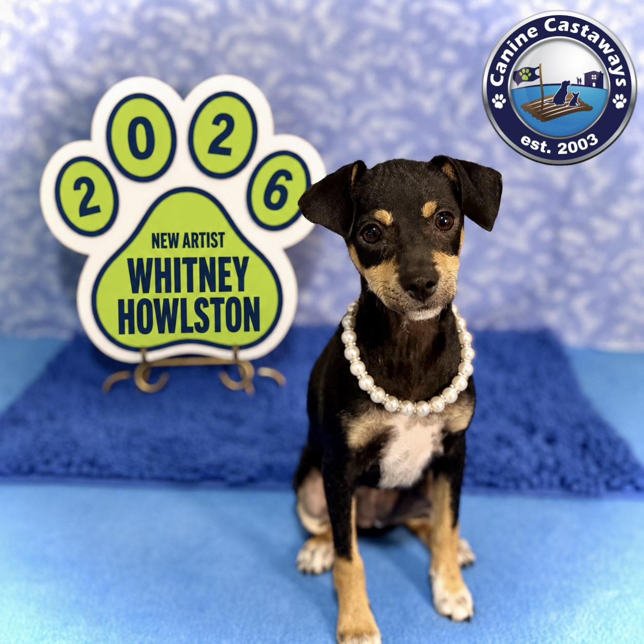 Whitney, ADOPTABLE, Puppy Female Rat Terrier & Miniature Pinscher.