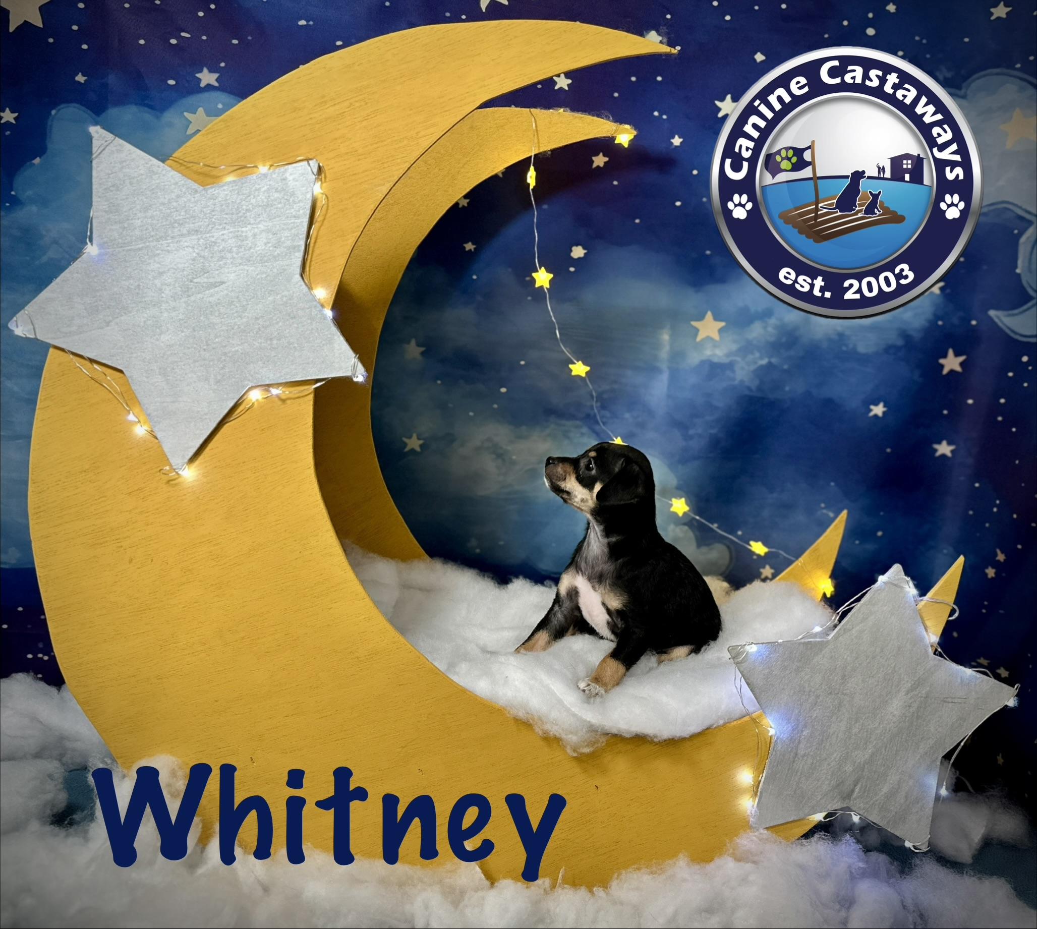 Whitney, a ADOPTABLE mixed breed in Arcadia, FL image 2/4