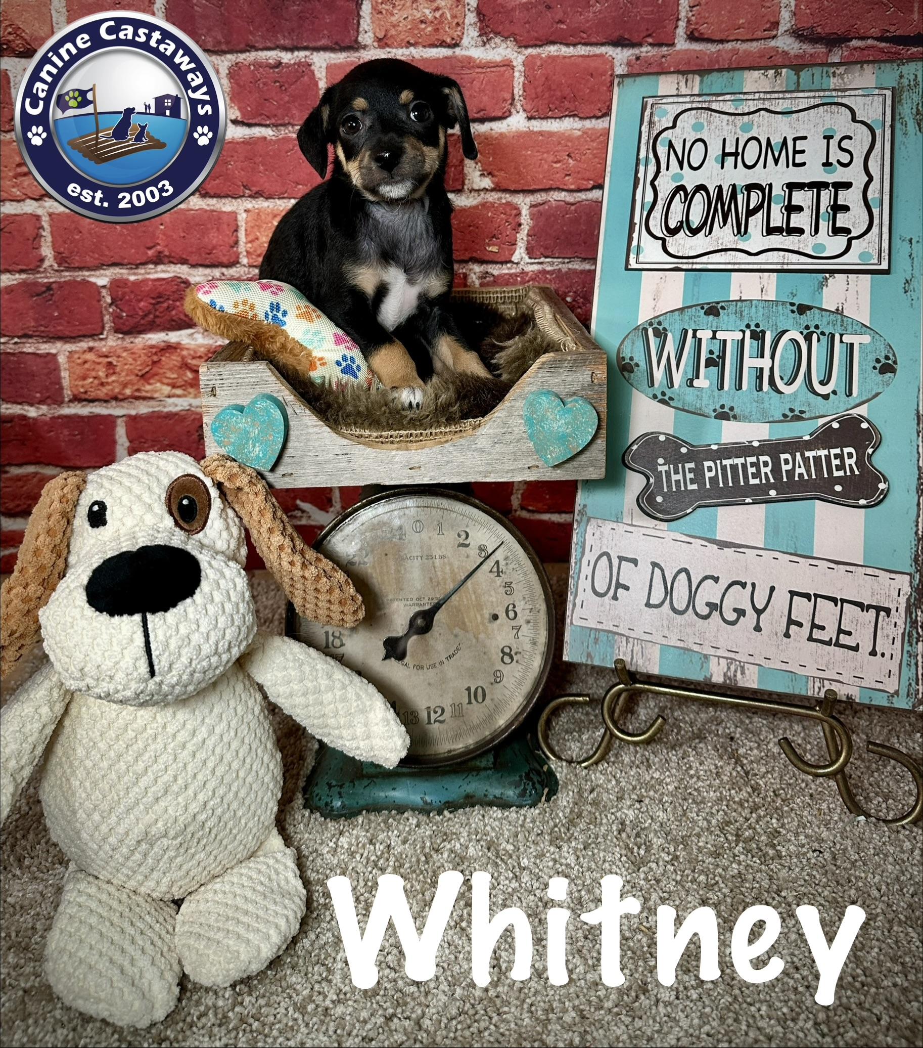 Whitney, a ADOPTABLE mixed breed in Arcadia, FL image 3/4